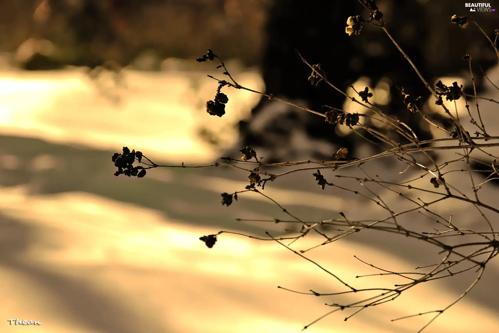 dry, snow, winter, plant