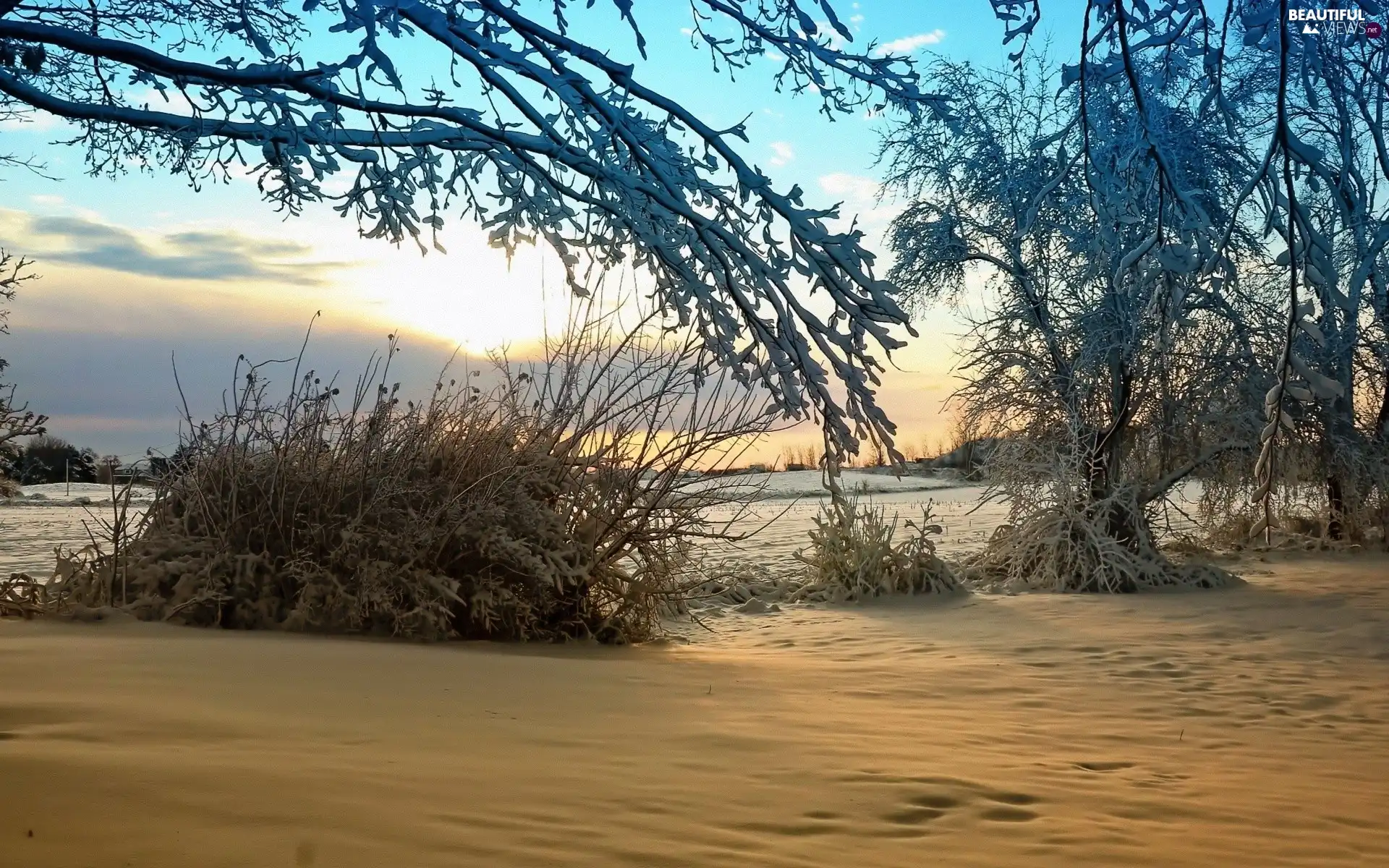 field, viewes, winter, trees