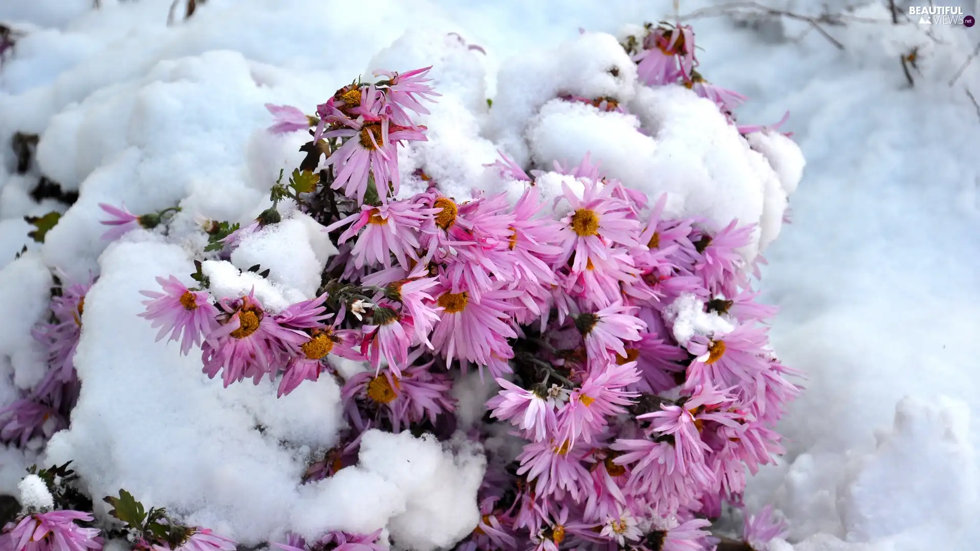 winter, Snowy, Flowers