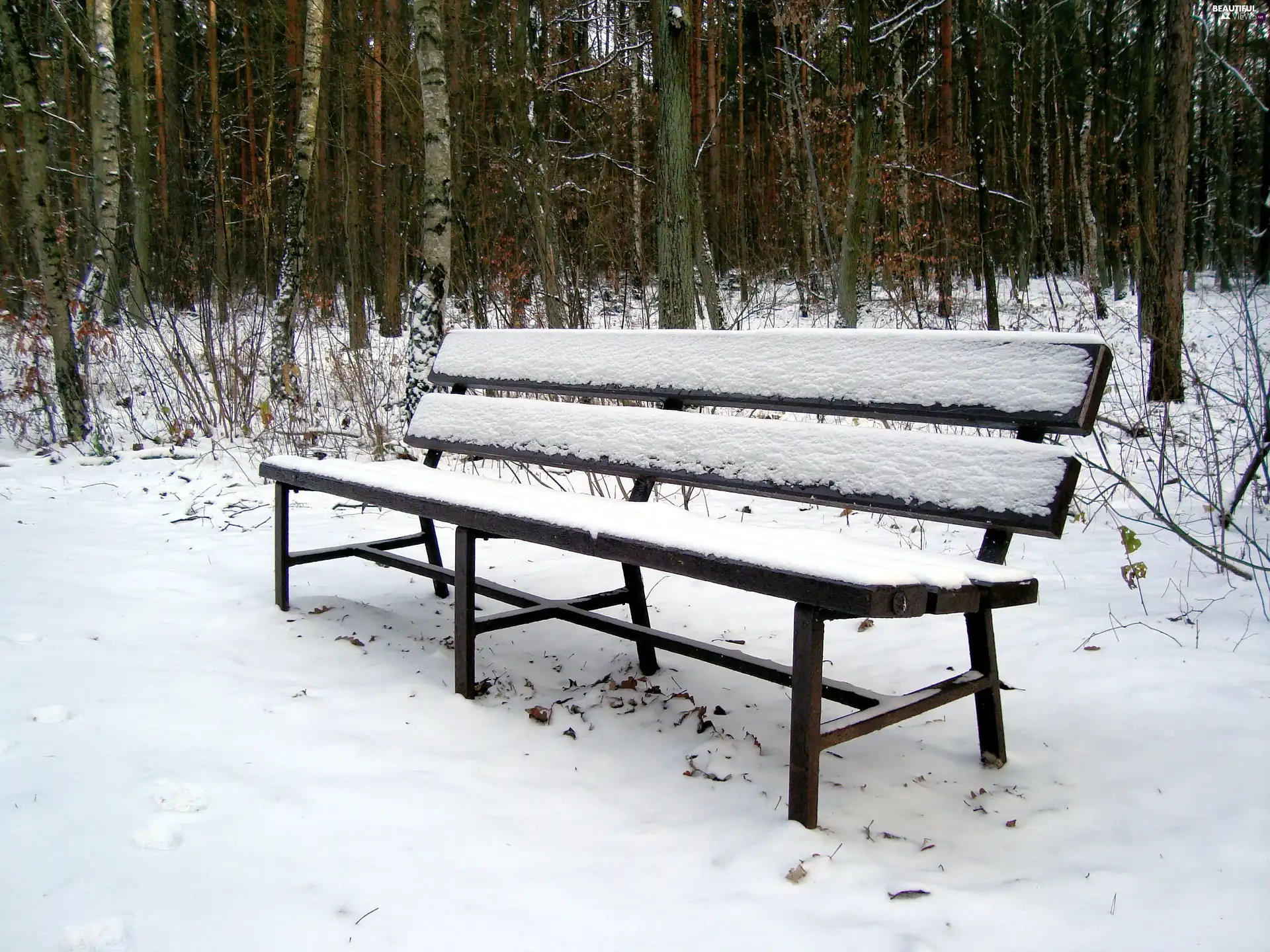 winter, Bench, forest