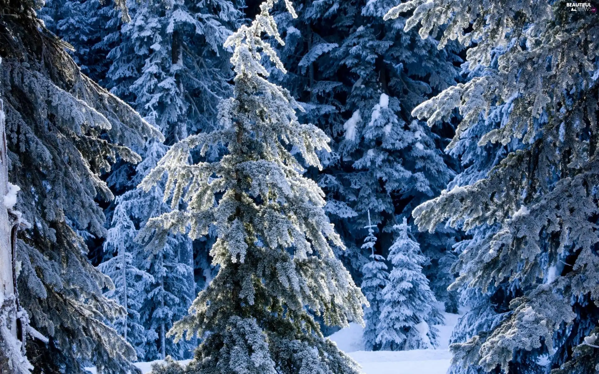 winter, Christmas, forest