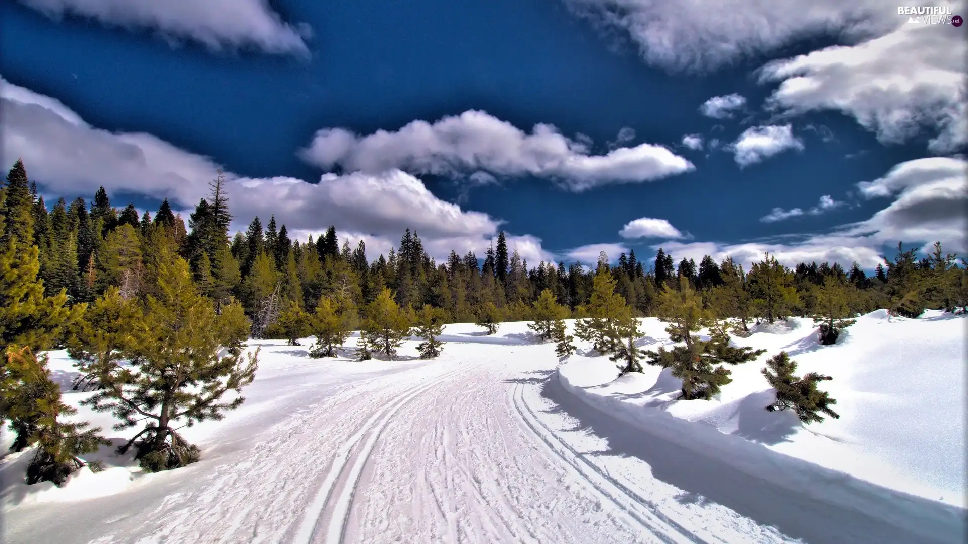 forest, clouds, winter, Way