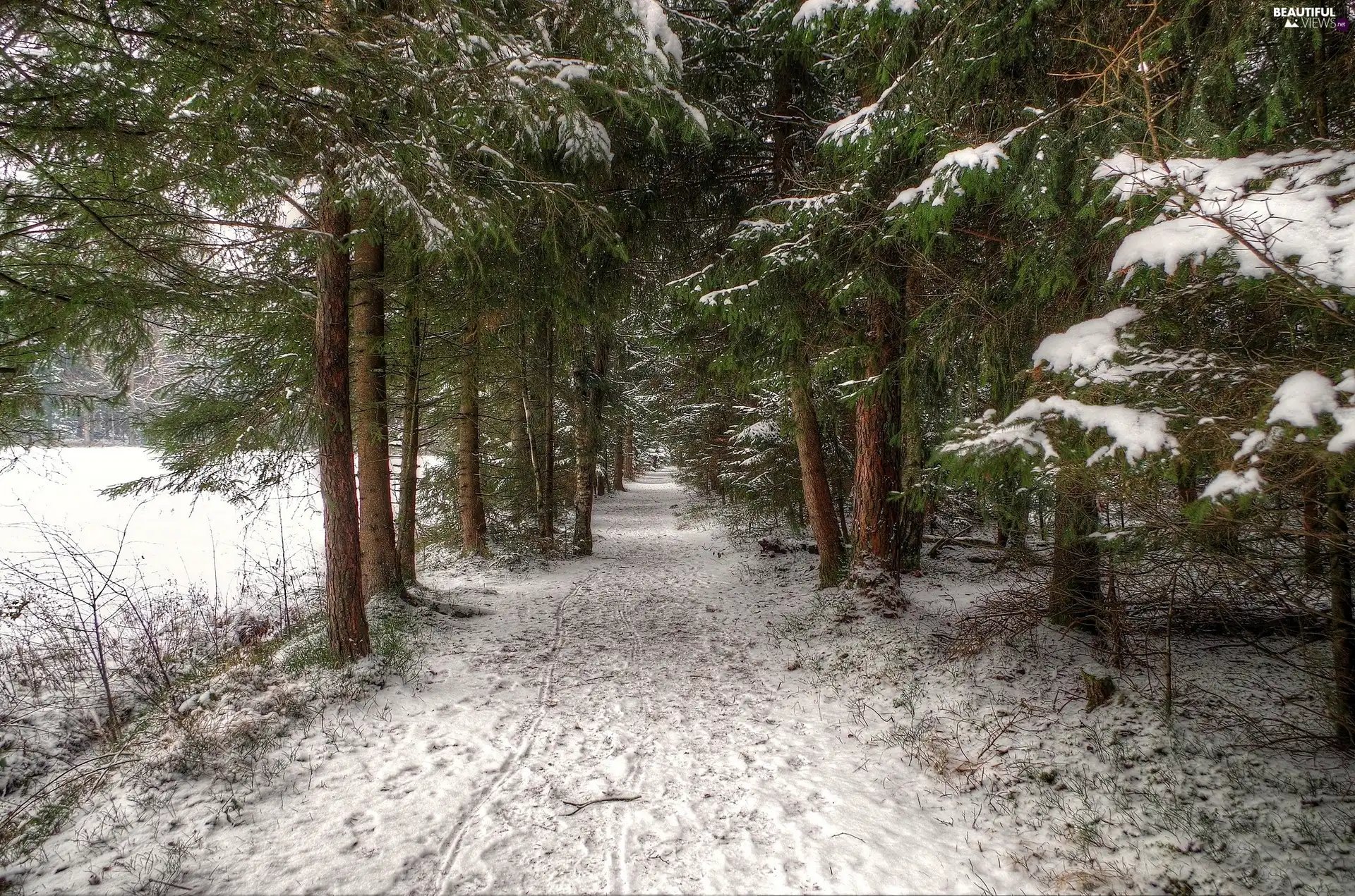 winter, dog, forest