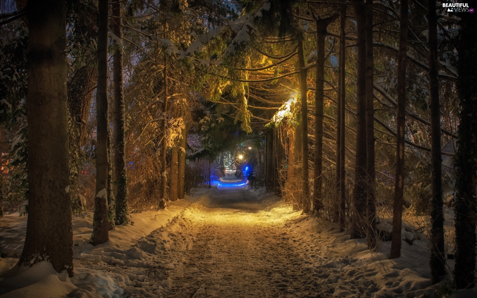 Forest Night Winter Way Beautiful Views Wallpapers 19x10 Forest Night Winter Way Beautiful Views Wallpapers 19x10
