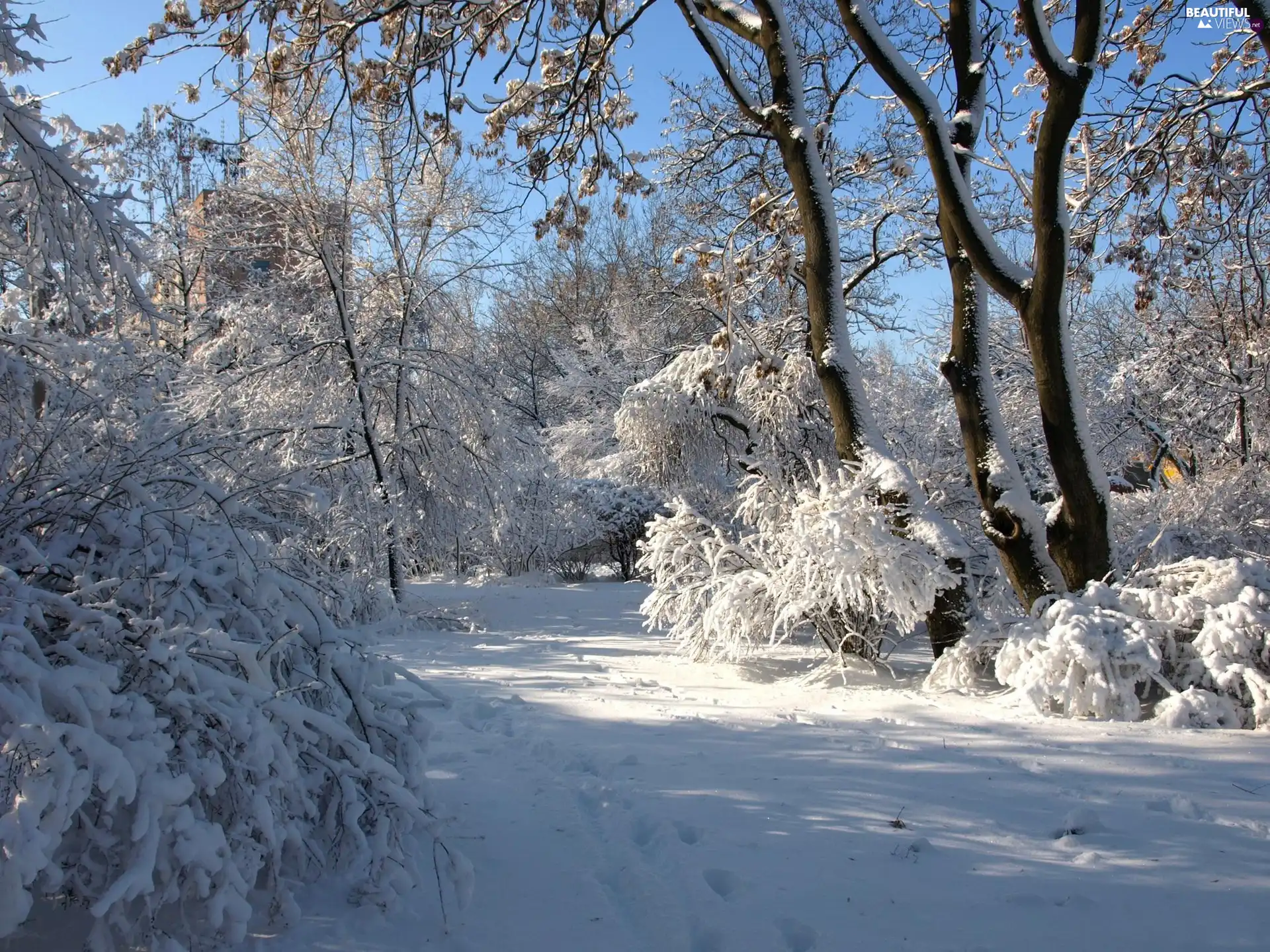 forest, viewes, winter, trees