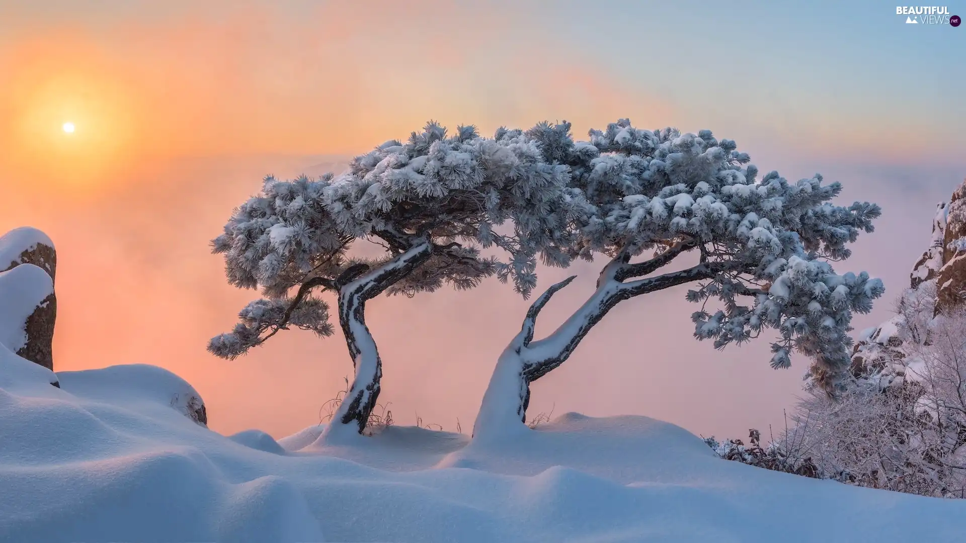 trees, North Jeolla Province, Daedunsan Mountain, winter, pine, South Korea, Daedunsan Provincial Park, Fog, viewes, Sunrise