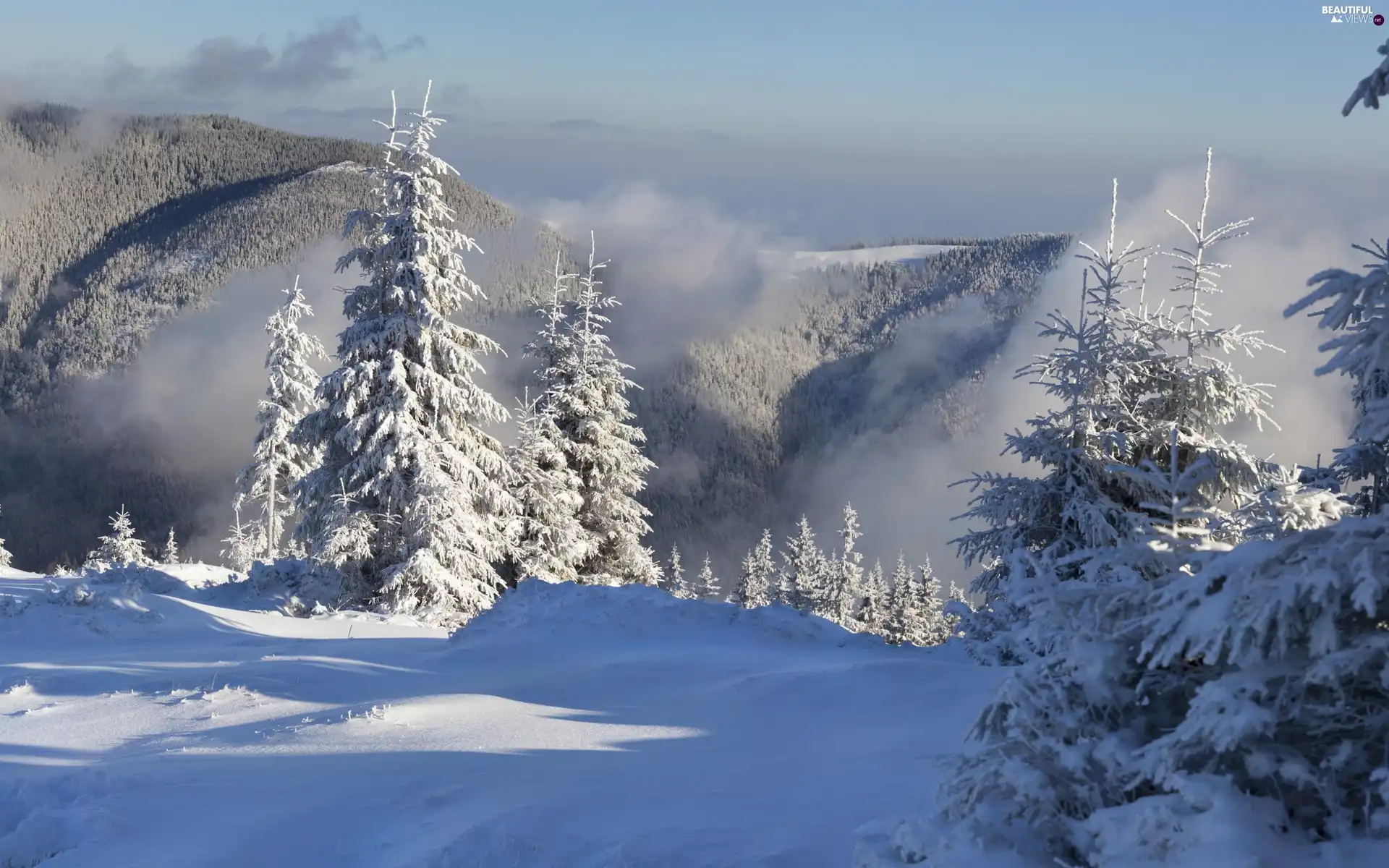 Mountains, Fog, winter, forest