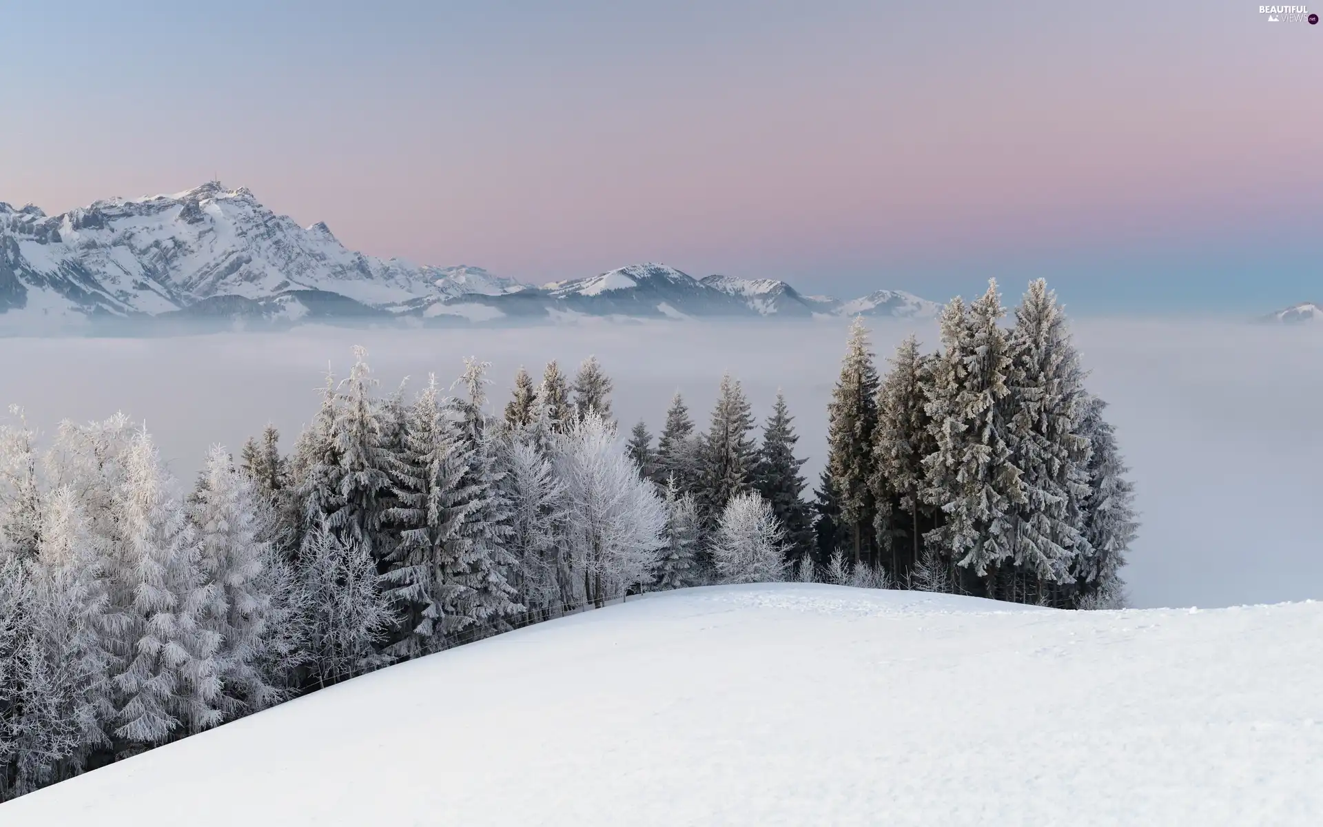 Mountains, snow, winter, Spruces