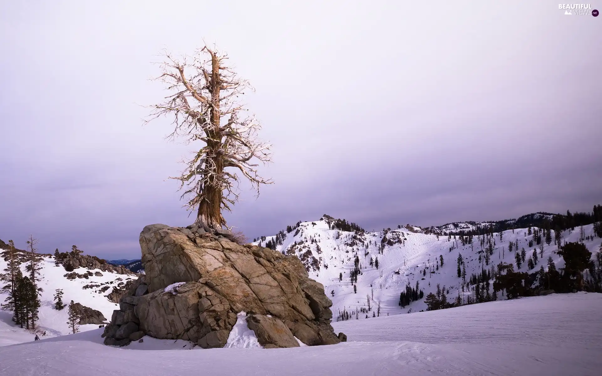 Mountains, trees, winter, Rocks