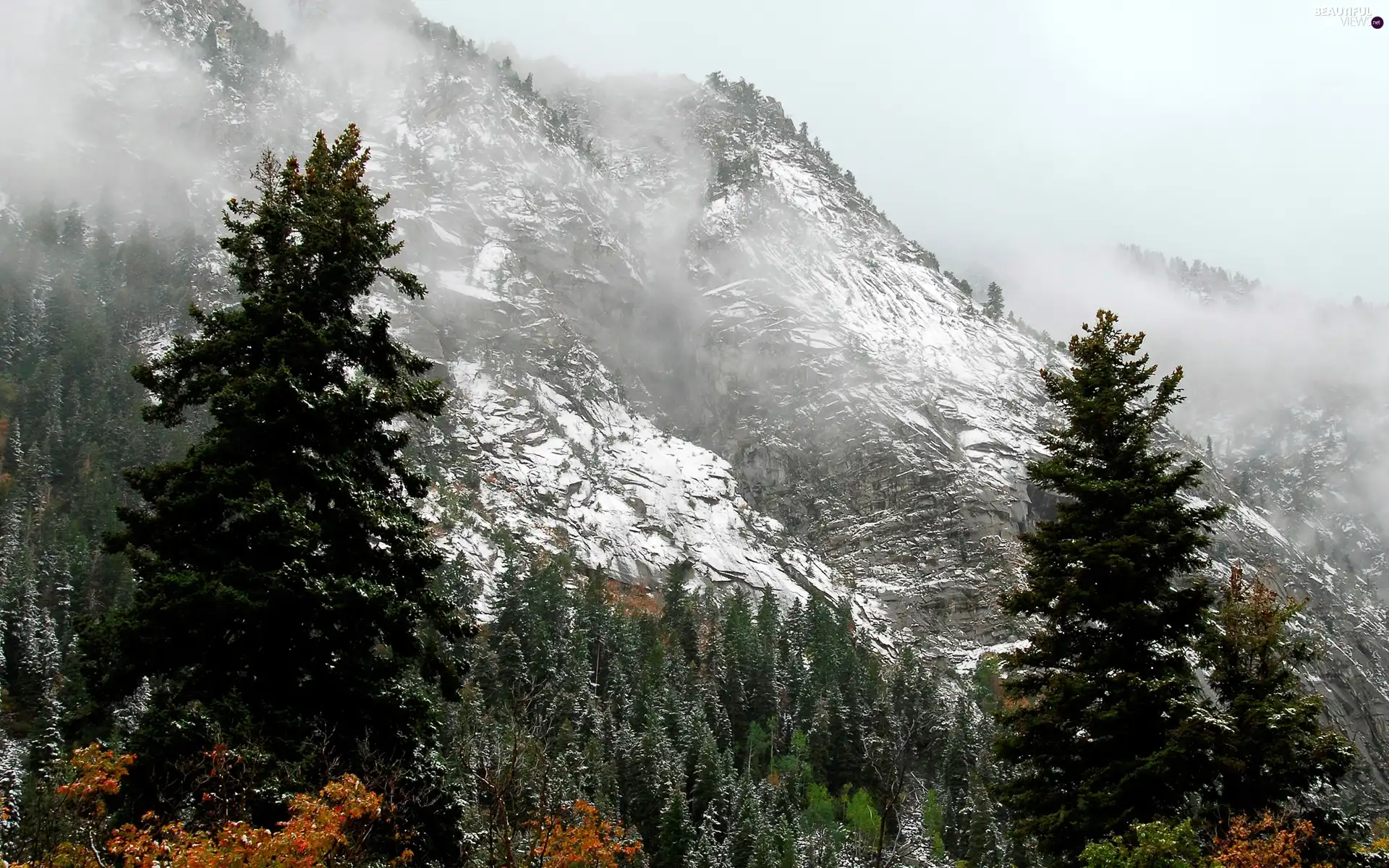 Mountains, woods, winter, Fog