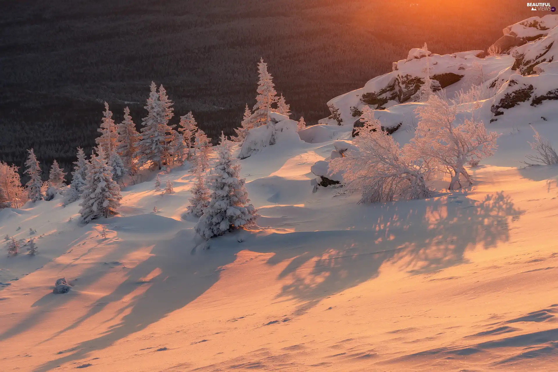 snow, Brightness of the Sun, trees, viewes, winter