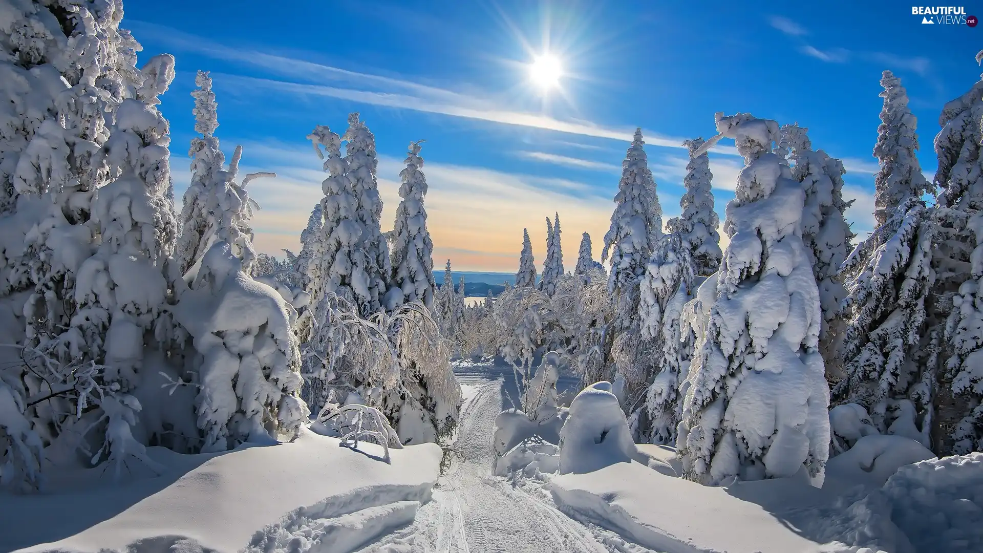 viewes, rays of the Sun, snowy, trees, winter