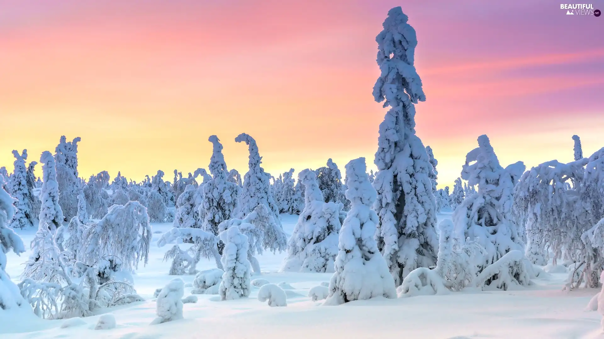 winter, Lapland, viewes, Finland, Riisitunturi National Park, trees, Snowy