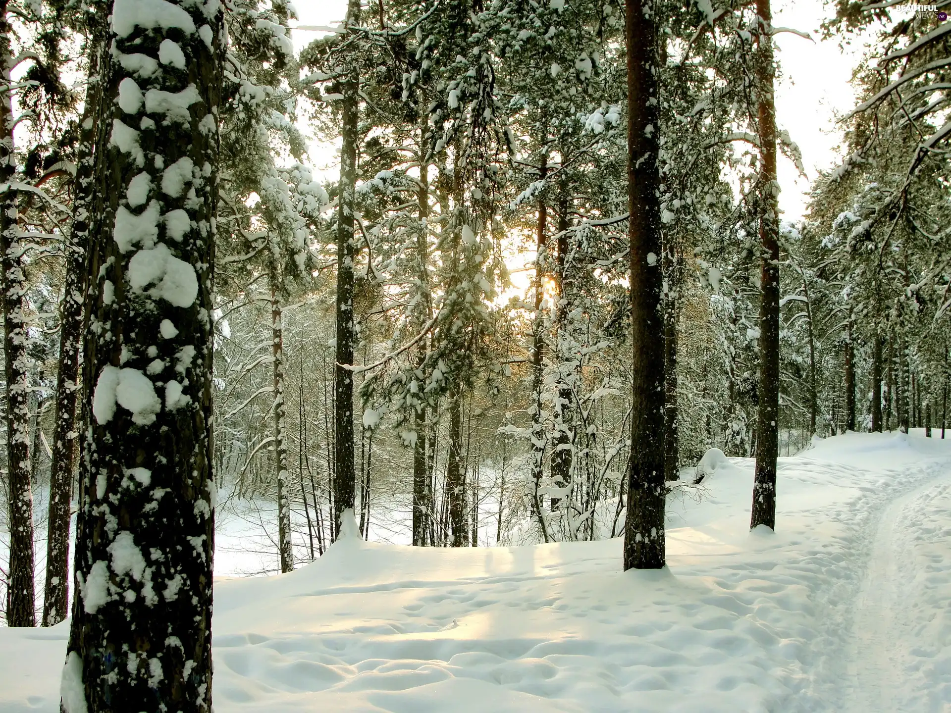 winter, forest, Path