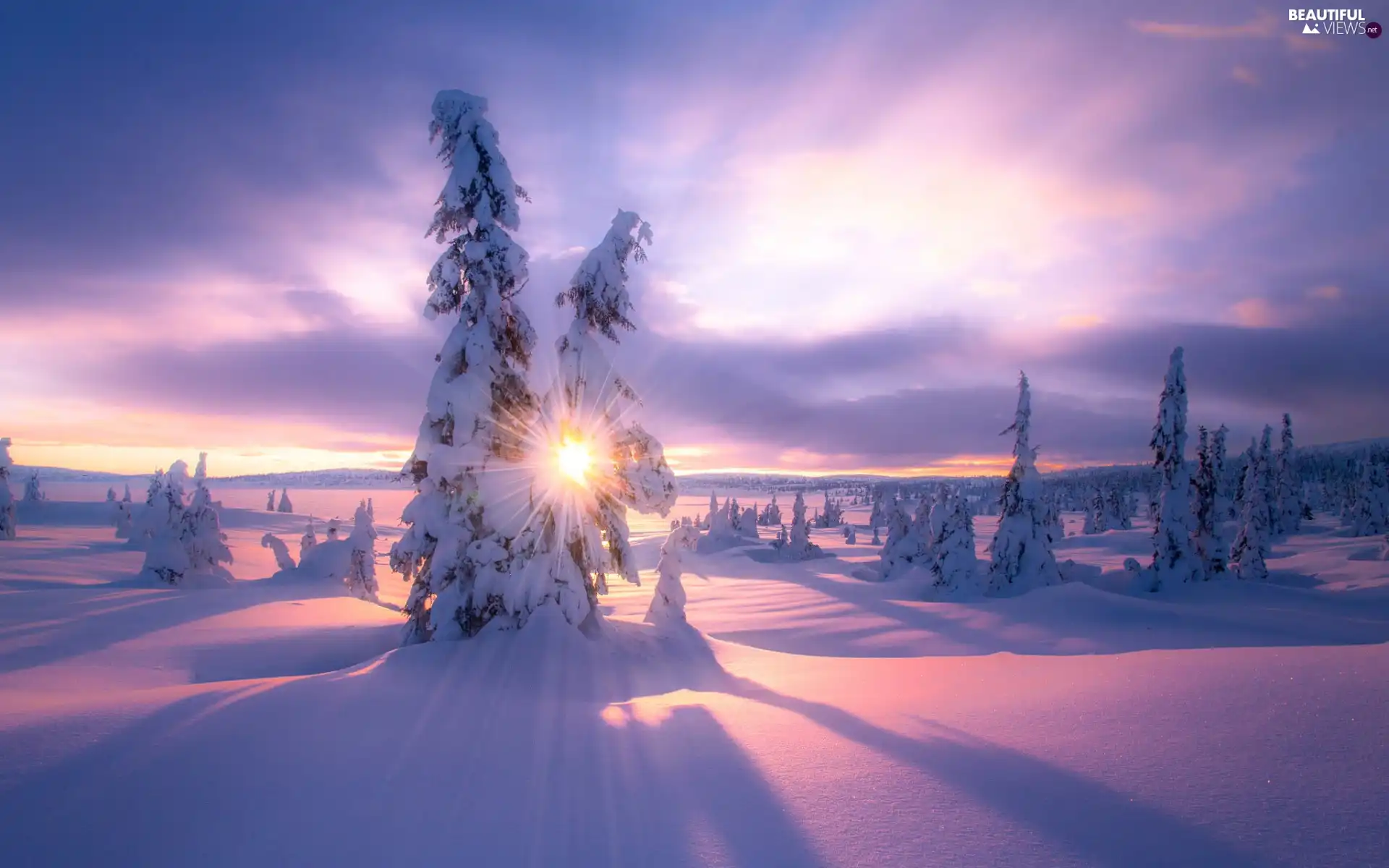 trees, viewes, clouds, Spruces, snow, snowy, winter, rays of the Sun