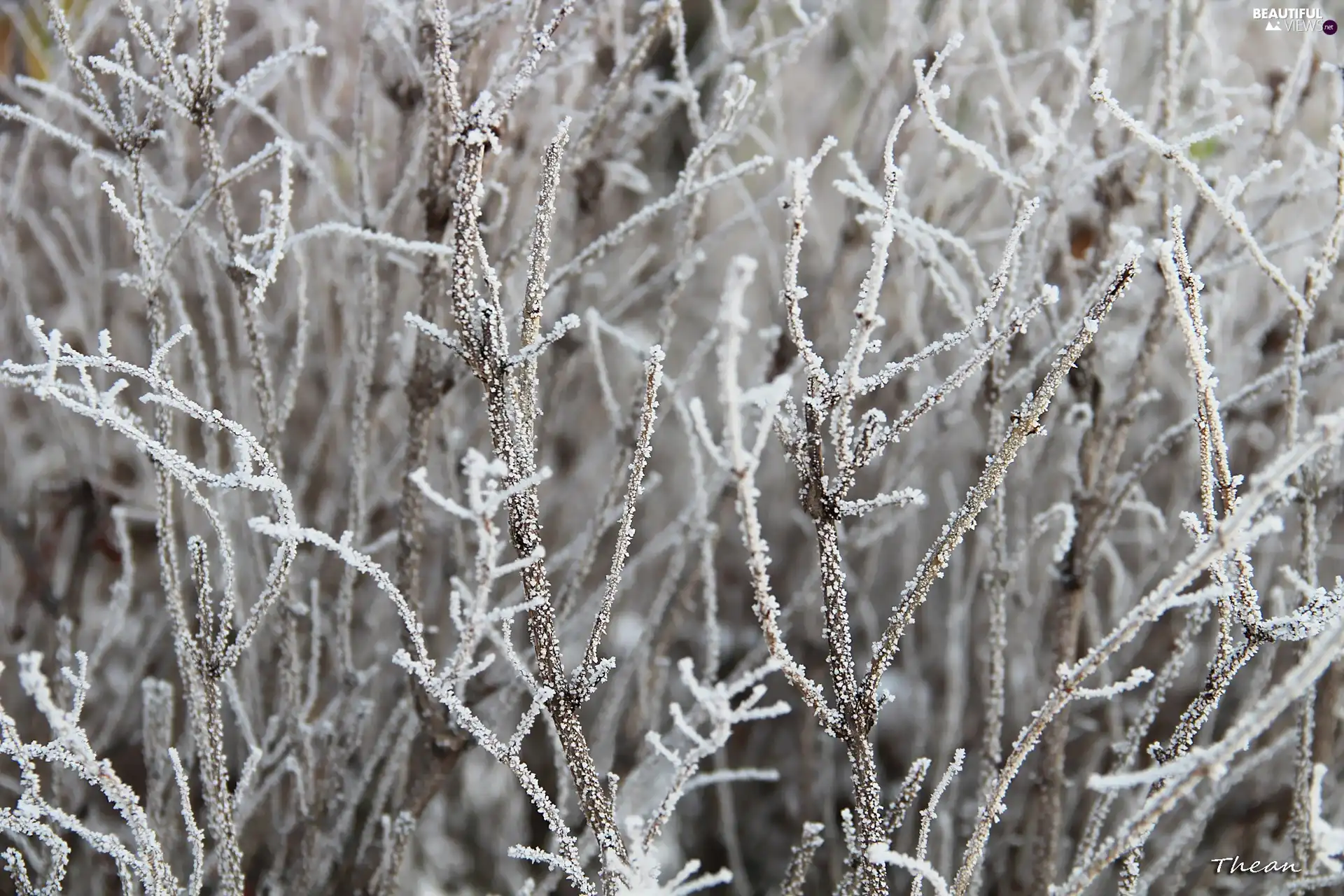 winter, Twigs, rime