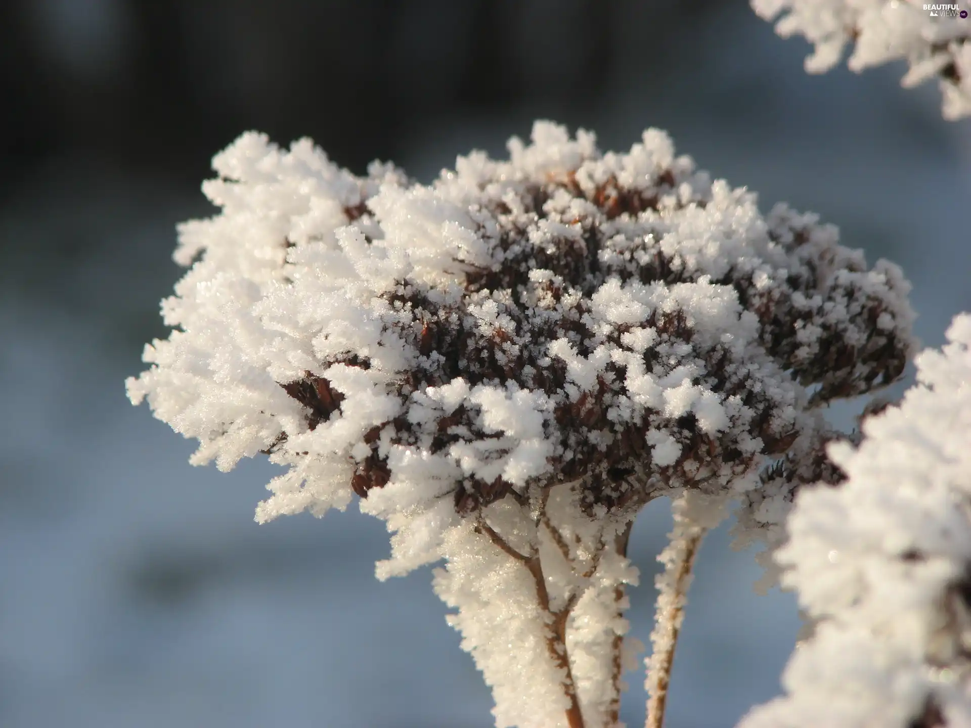 Sedum, winter