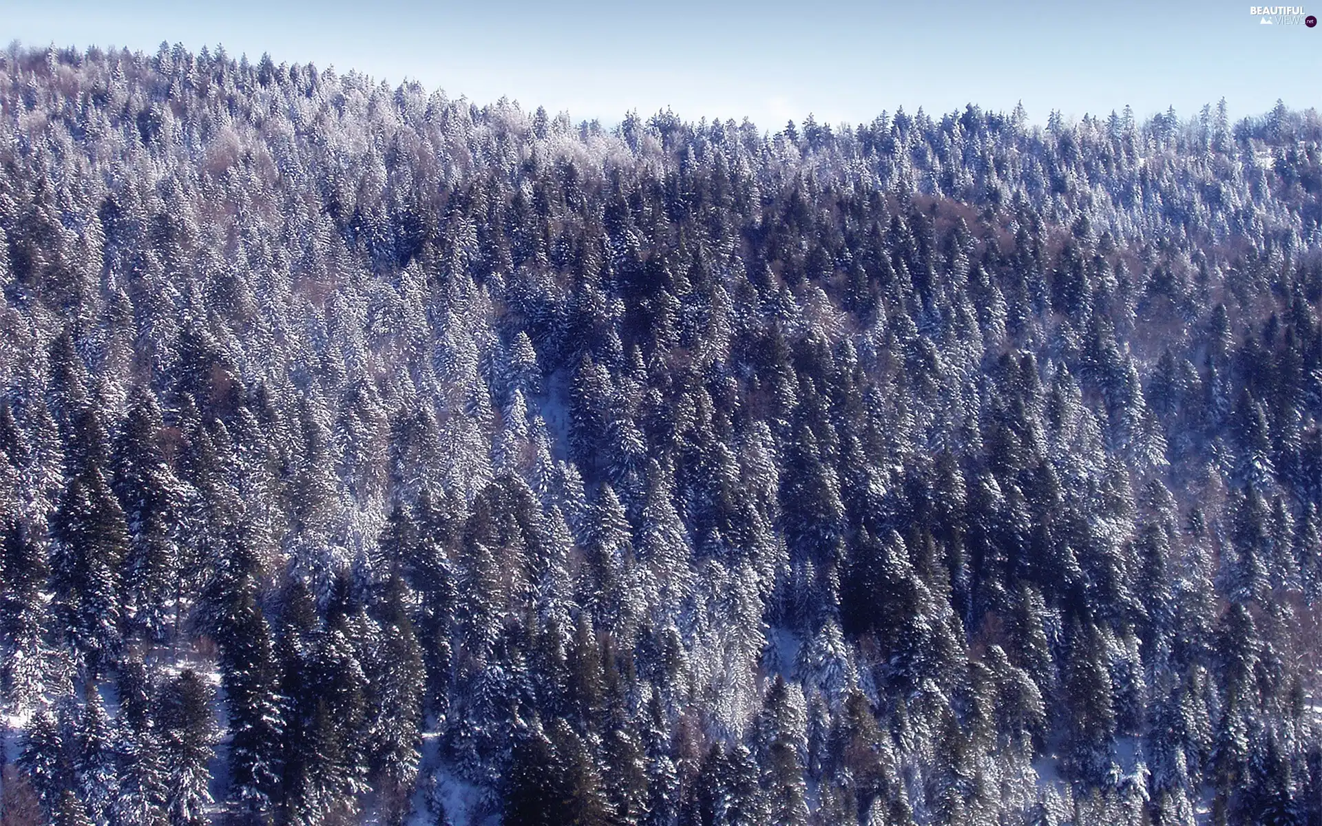 winter, forest, snow