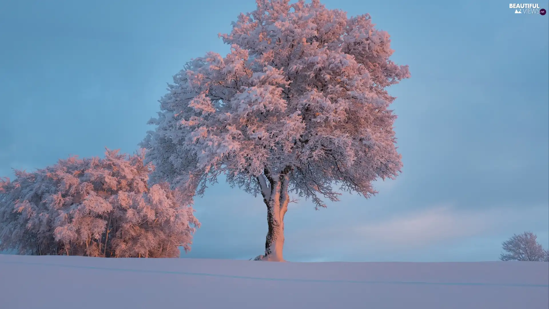 viewes, frosty, snow, winter, White frost, trees