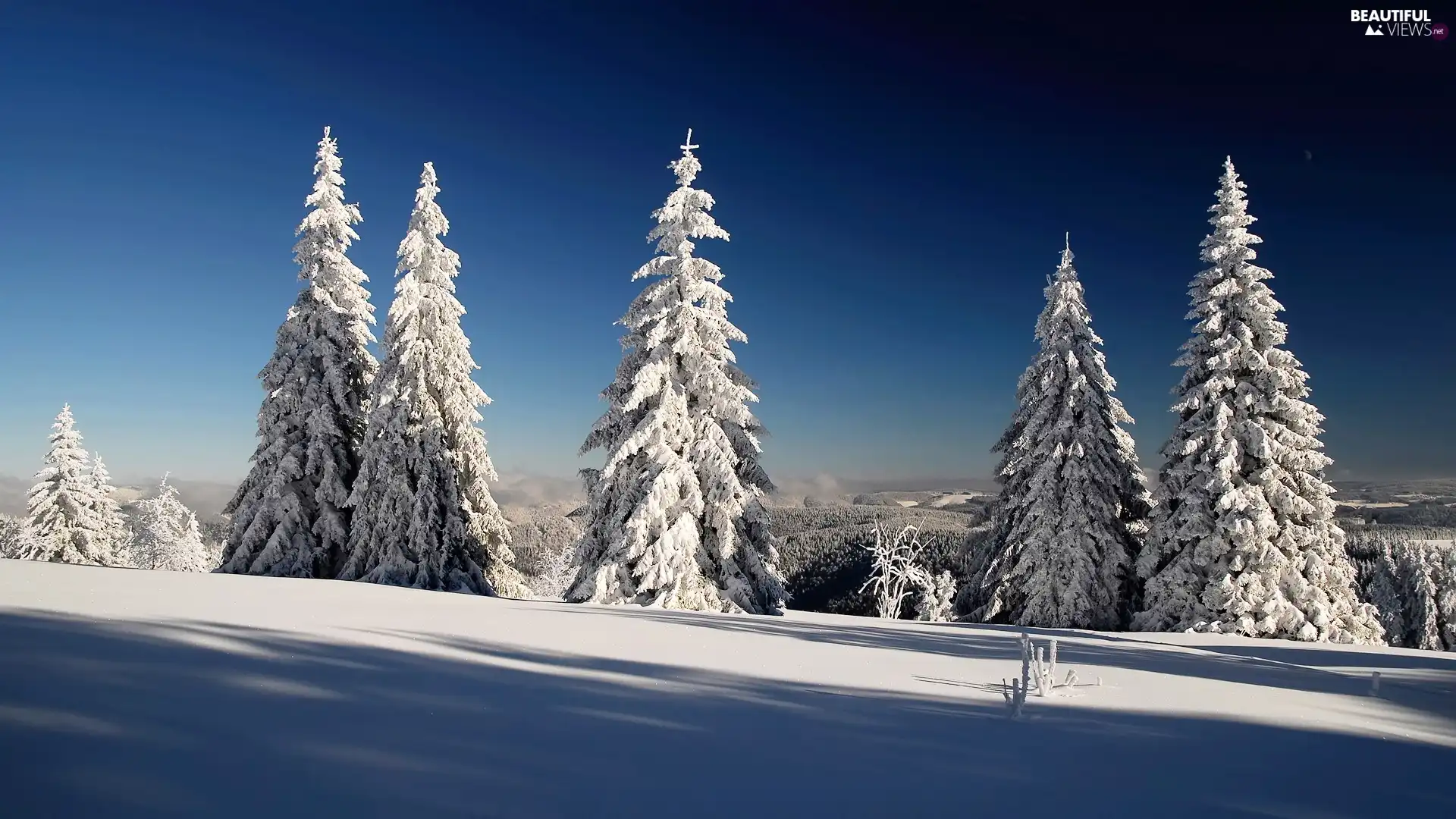 winter, Spruces, snow