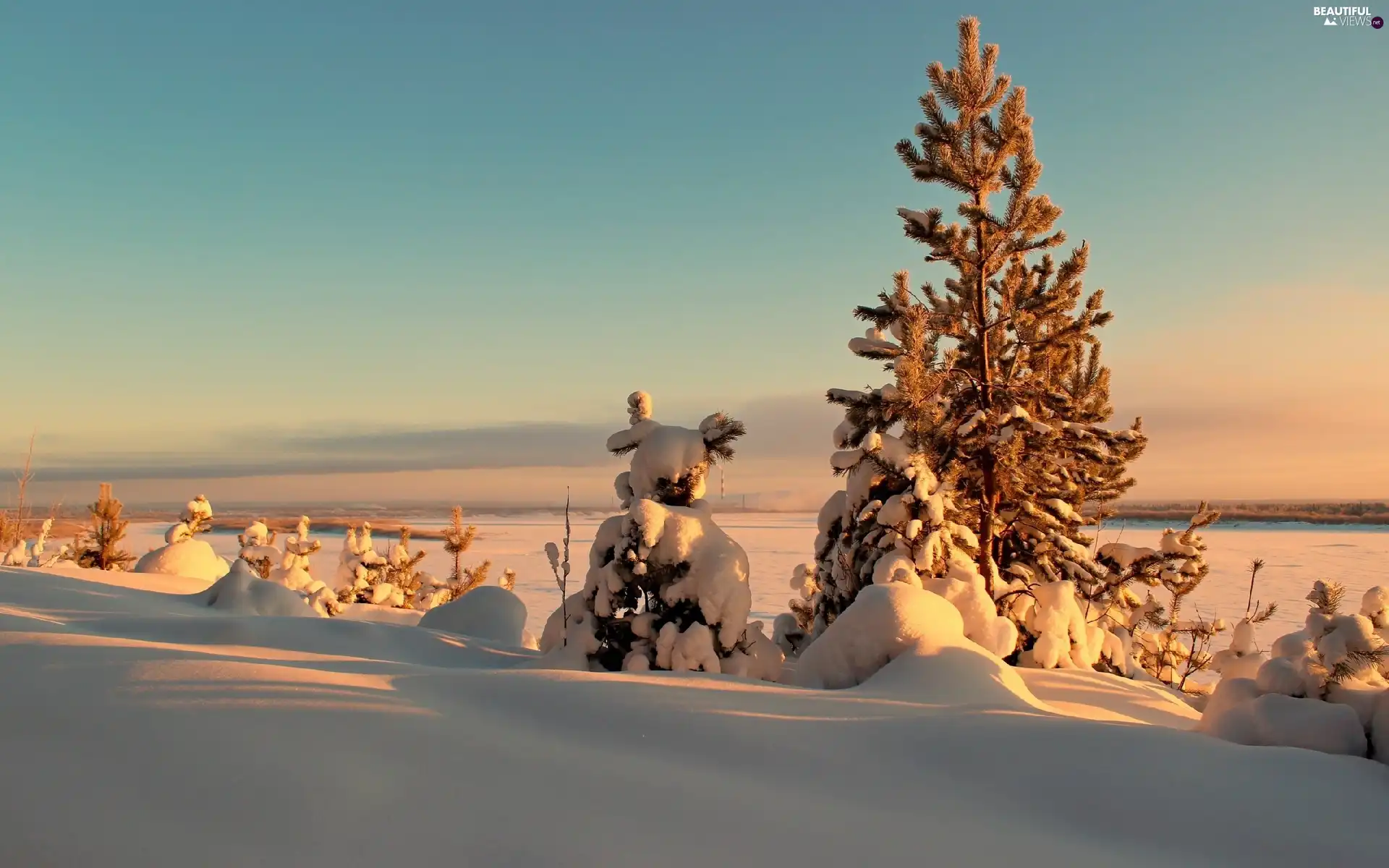 winter, Spruces, snow