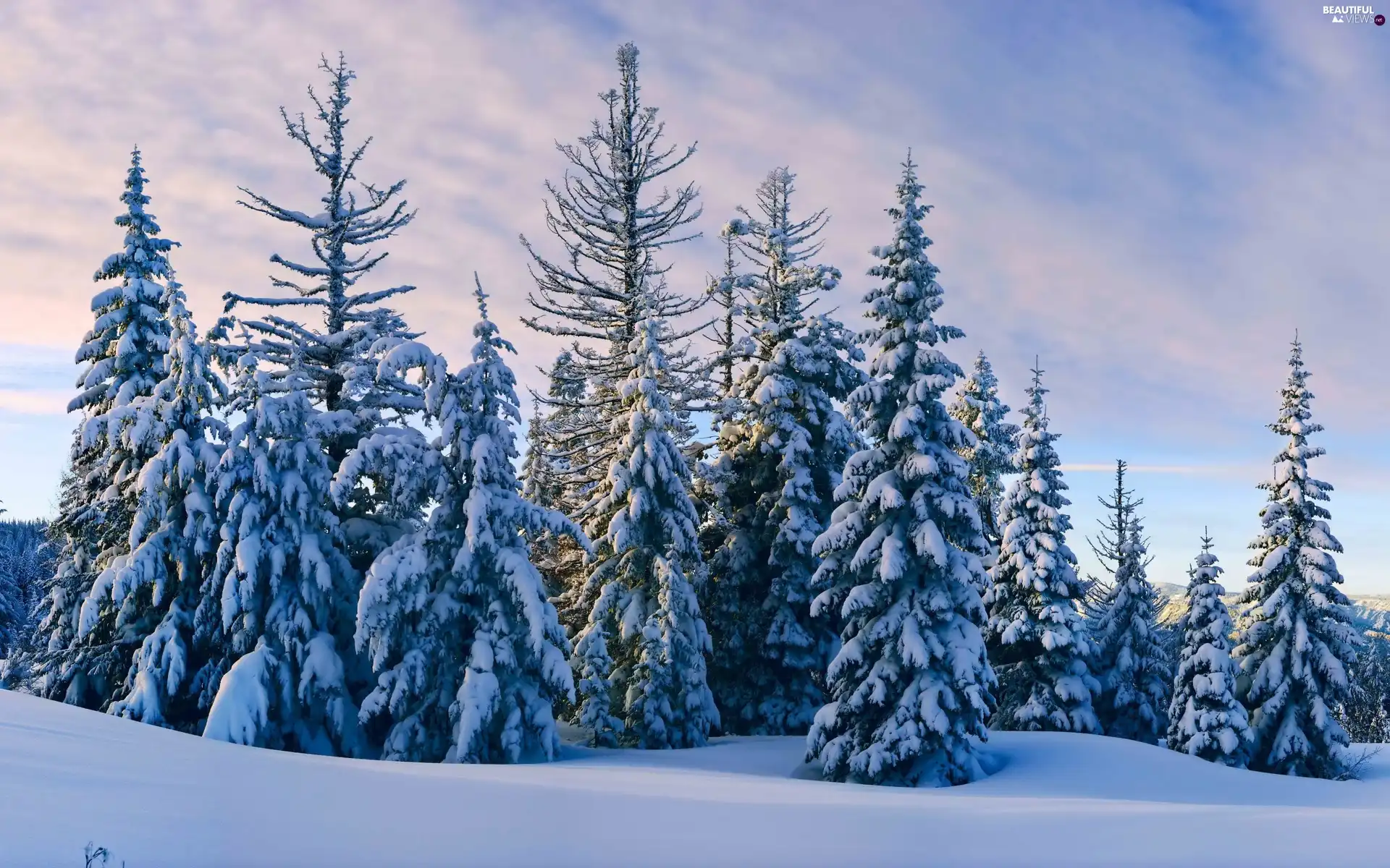 winter, Spruces, snow