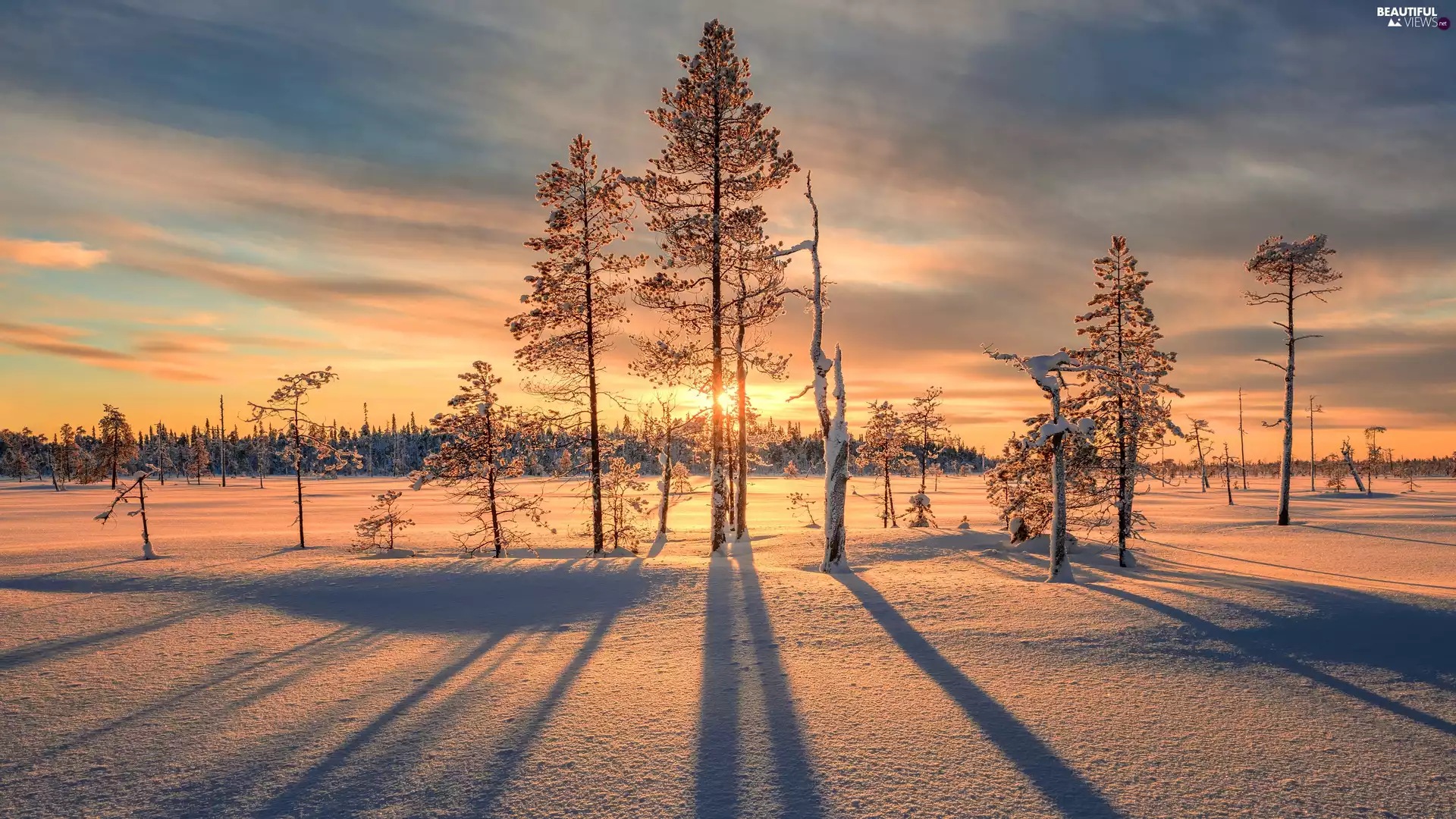 viewes, Great Sunsets, winter, trees, snow