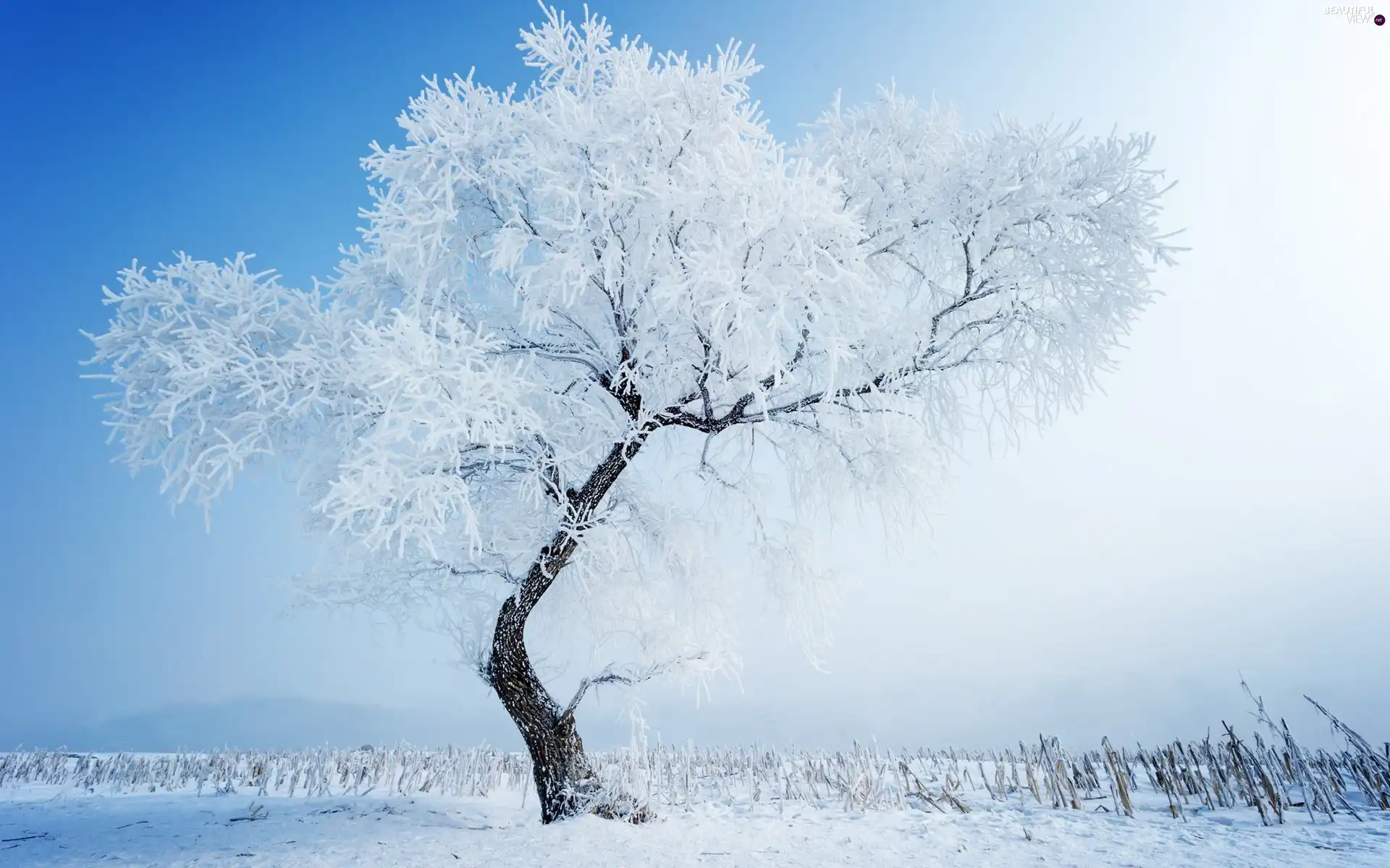 winter, trees, snow