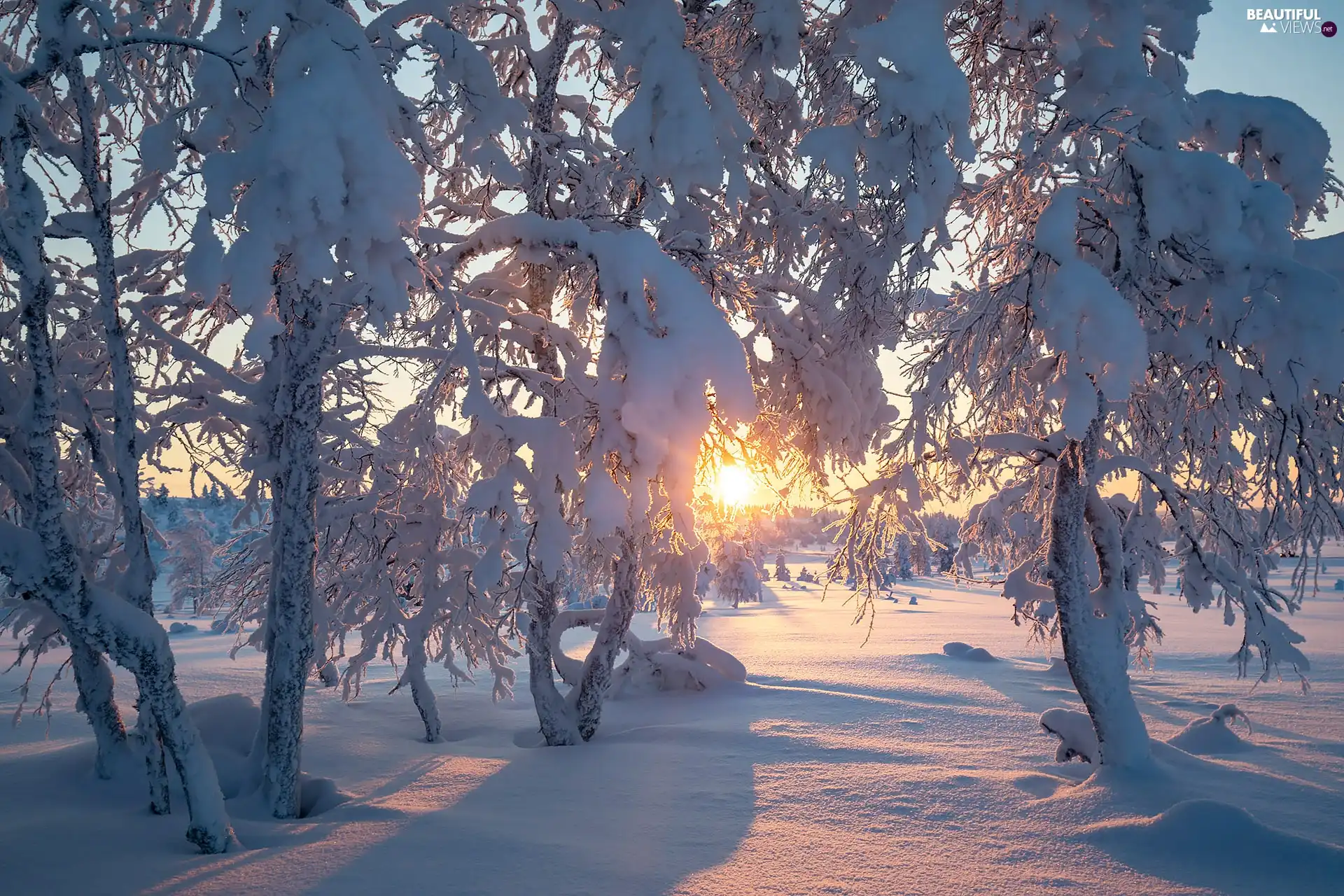 viewes, winter, Snowy, trees, Sunrise