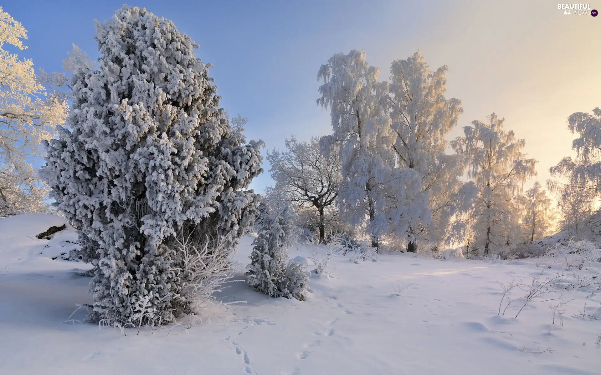 Snowy, viewes, winter, trees