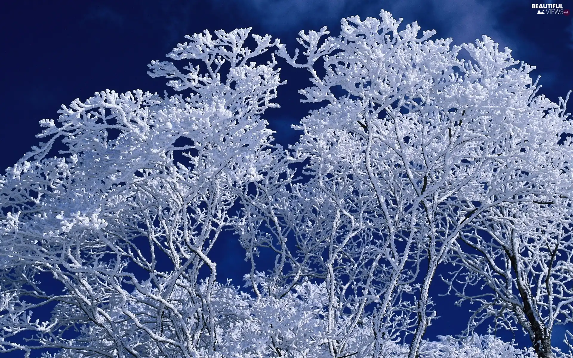 Snowy, viewes, winter, trees