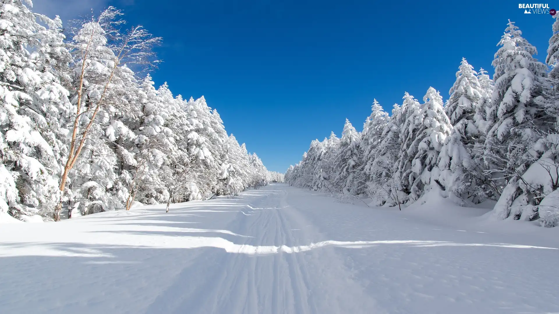 Mugikusa Pass, National road 299, Way, winter, Spruces, Chino, Japan, forest