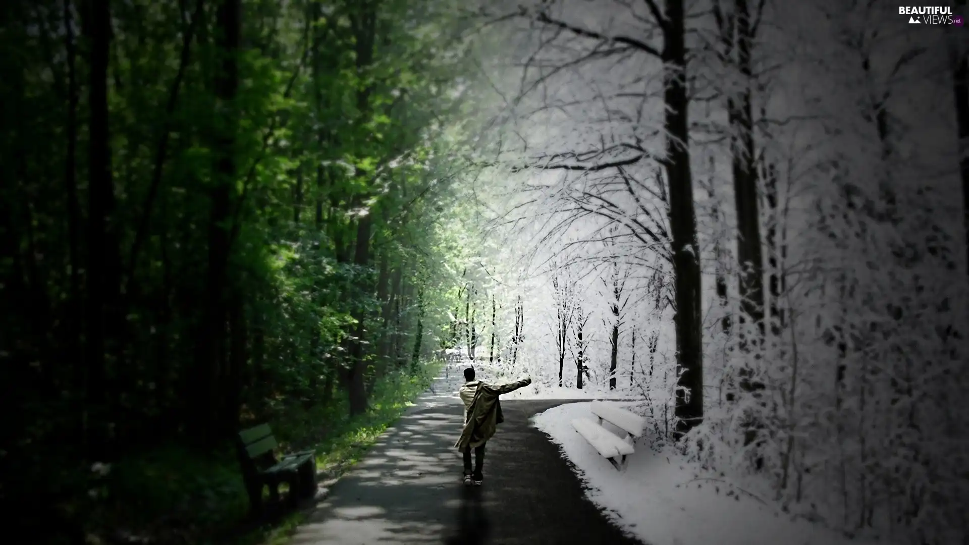 winter, summer, Way, bench, forest