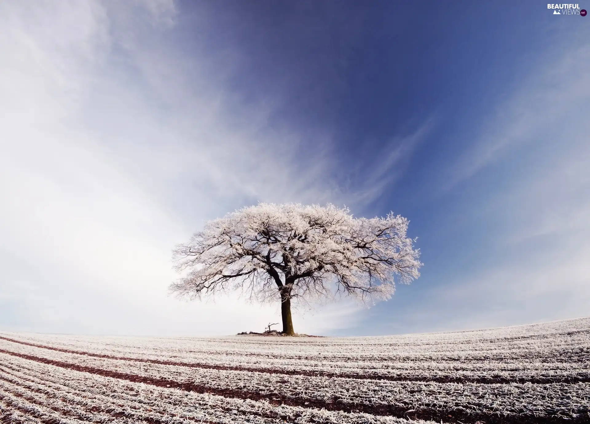 trees, field, winter, Sky