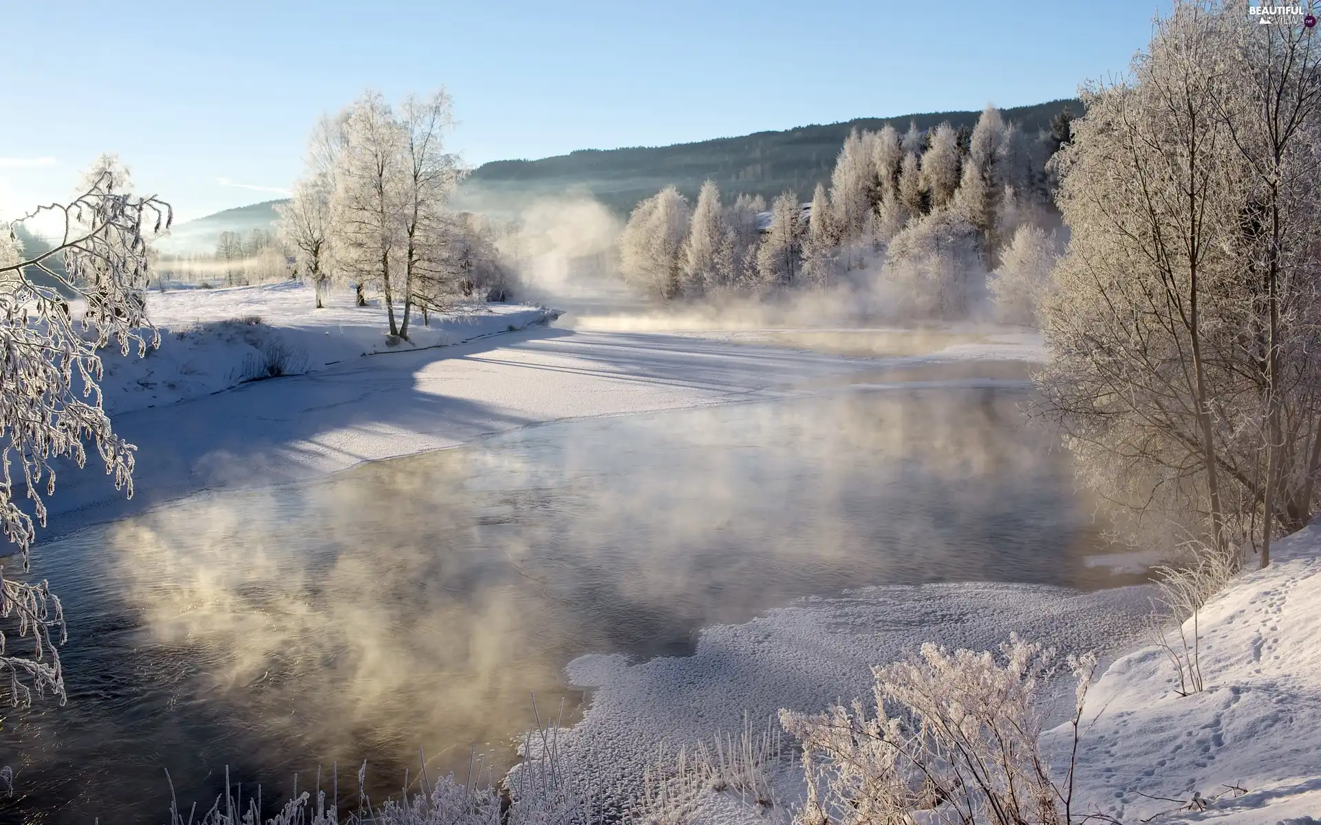 trees, Fog, winter, viewes