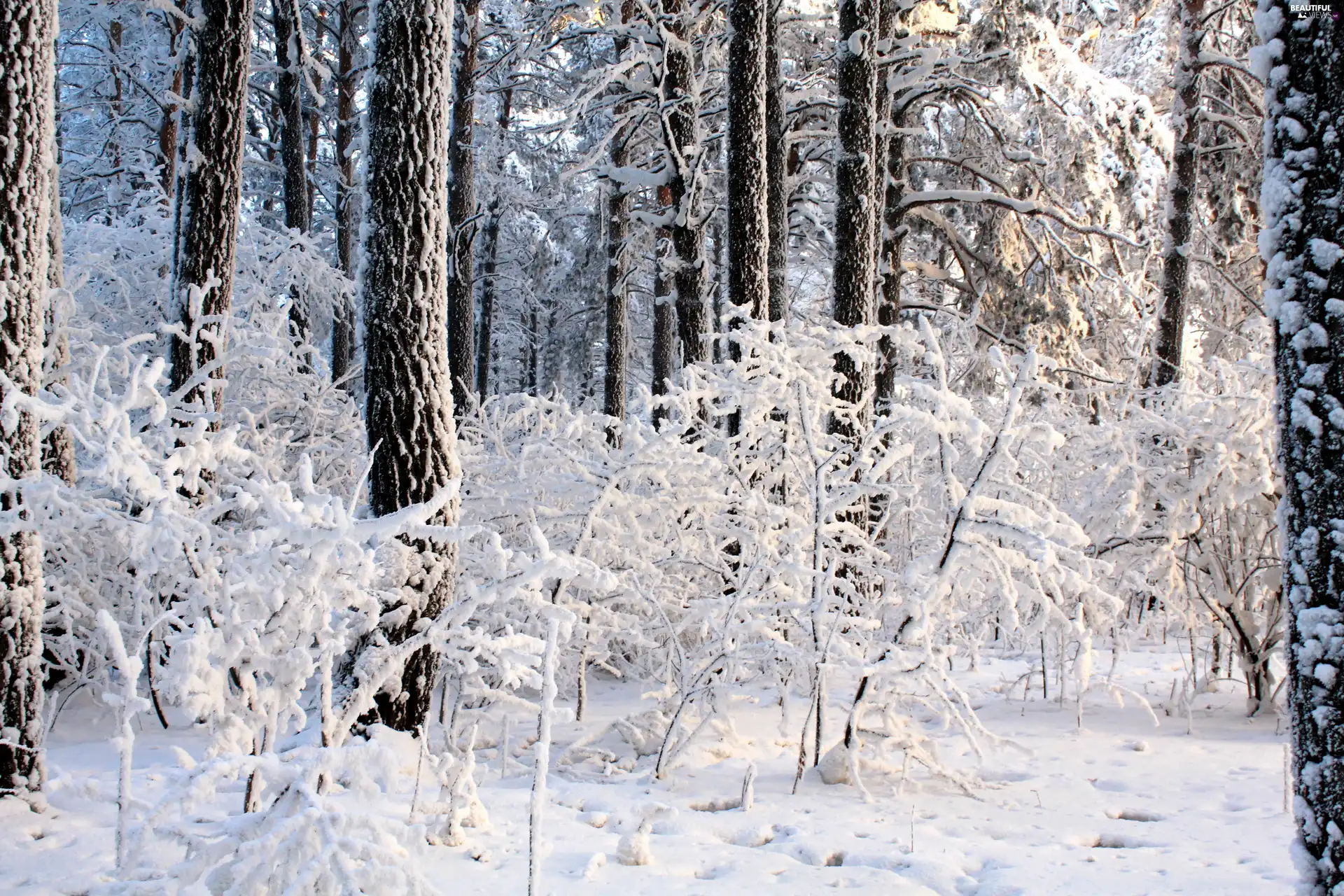 trees, forest, winter, viewes