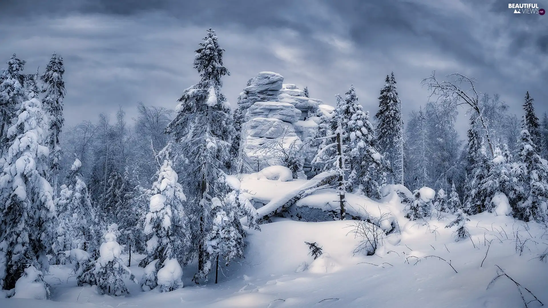 forest, winter, trees, viewes, rocks