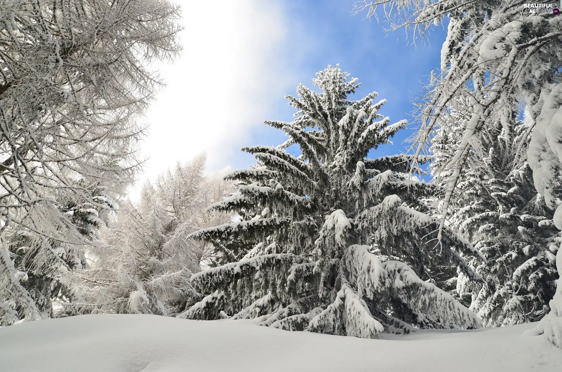 trees, snow, winter, viewes