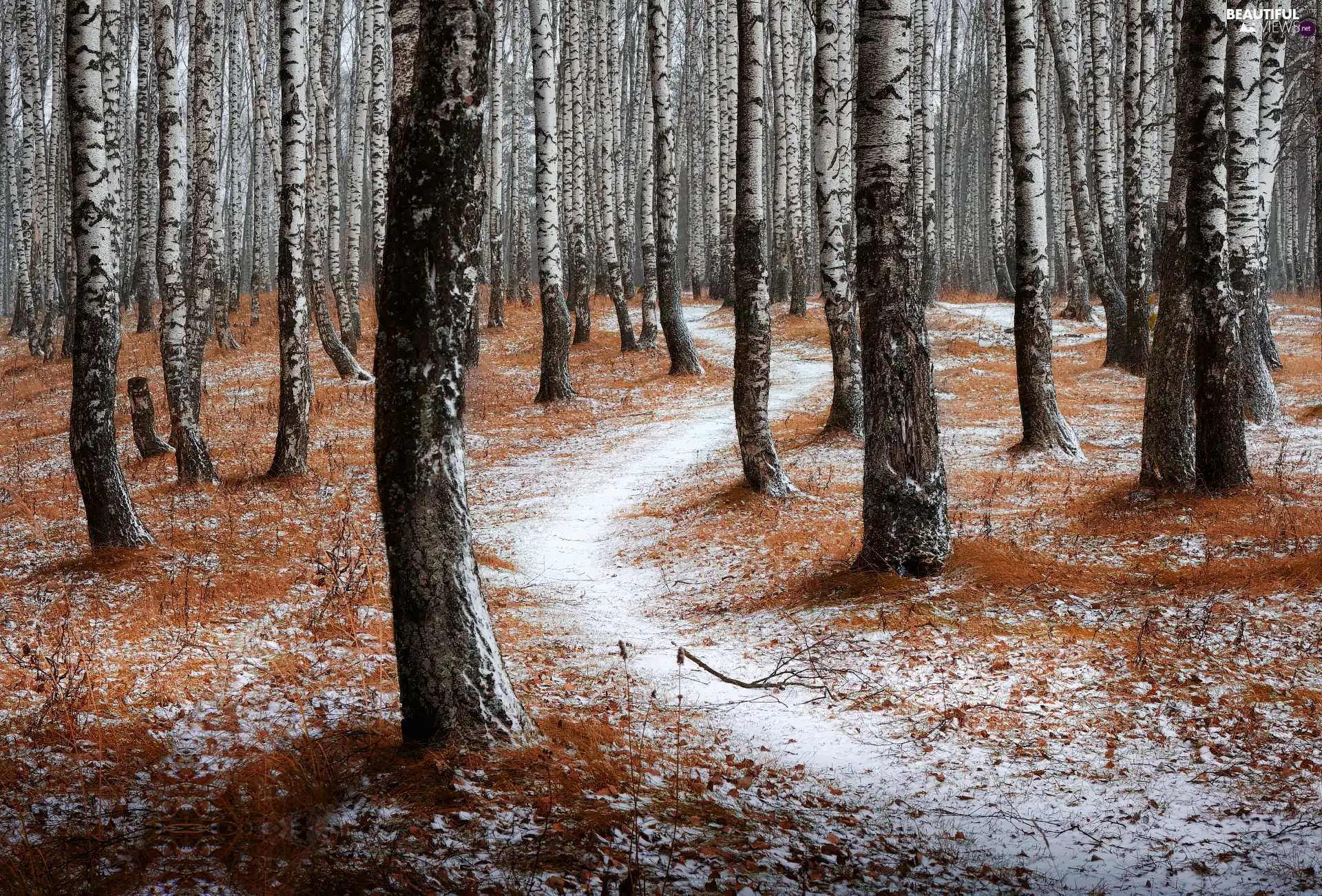 viewes, forest, Way, winter, snow, trees