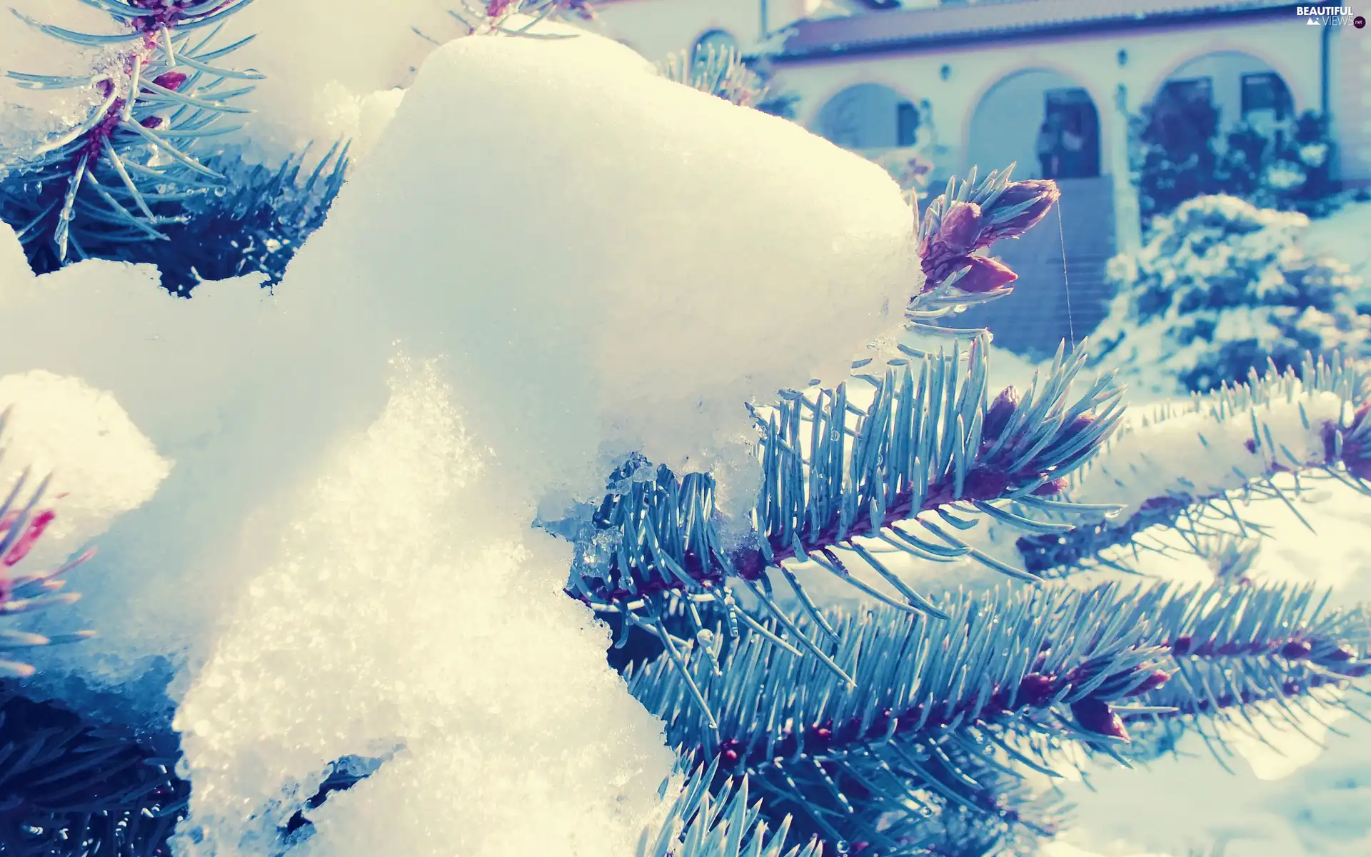 Twigs, snow, winter, spruce