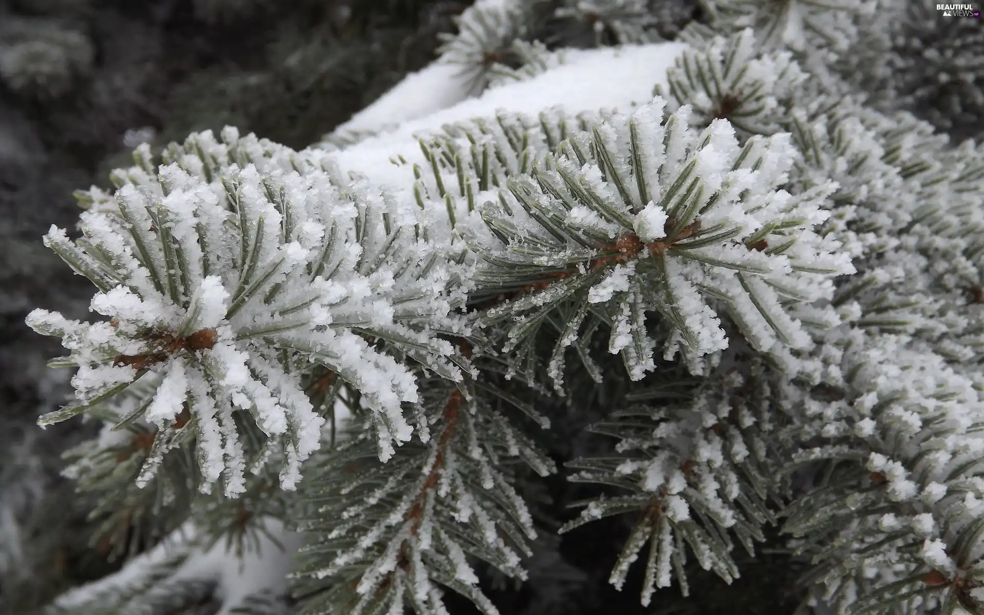 Twigs, snow, winter, spruce