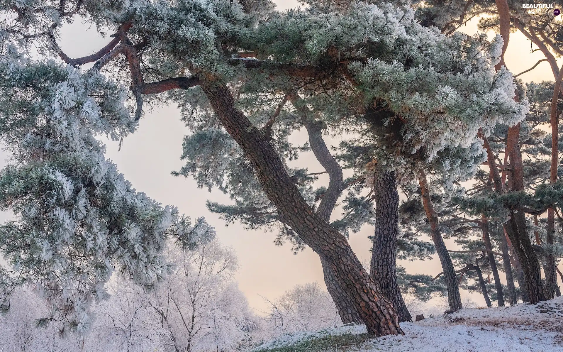 pine, winter, viewes, frosty, trees