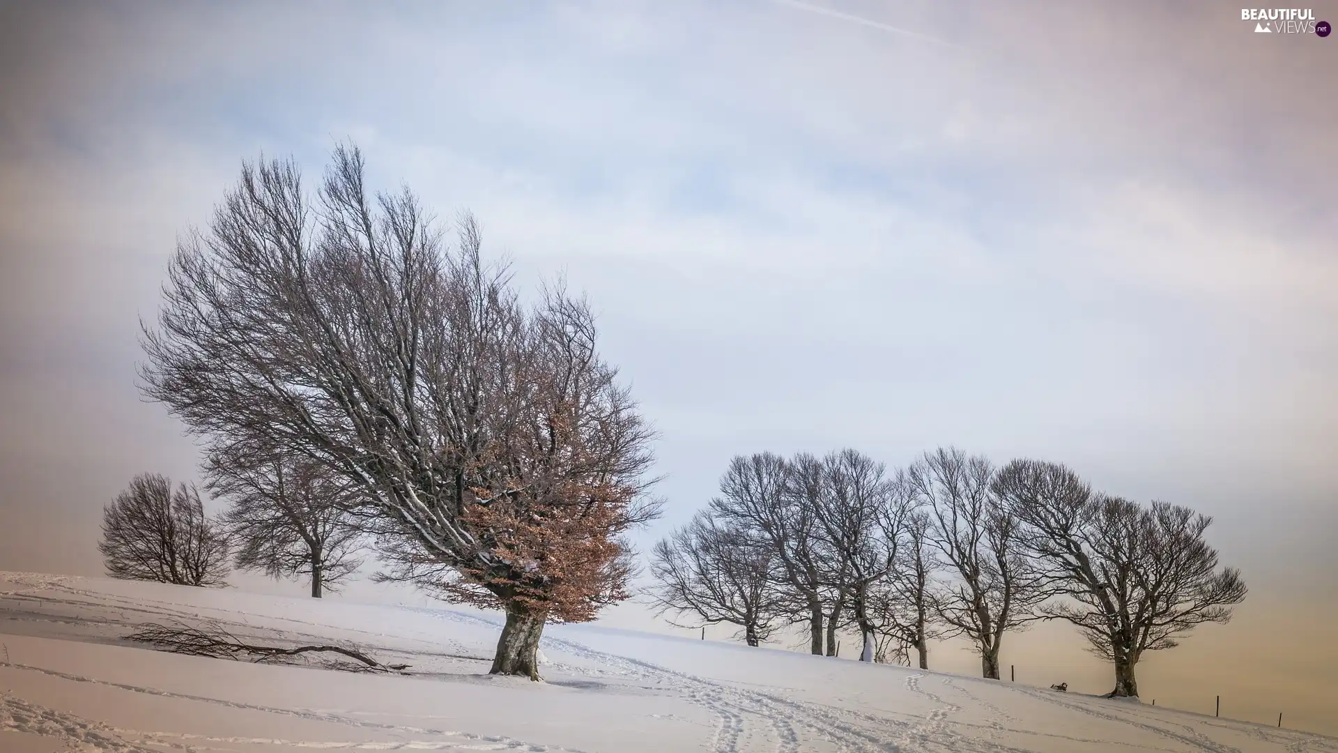 traces, winter, viewes, snow, trees