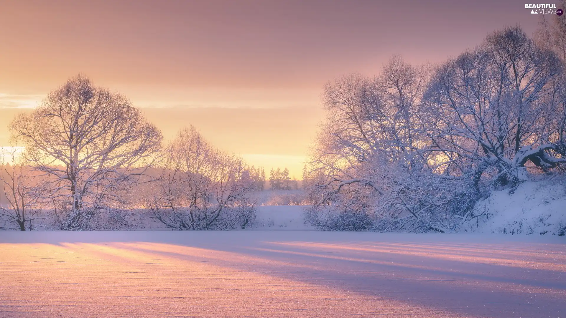 day, winter, viewes, sunny, trees