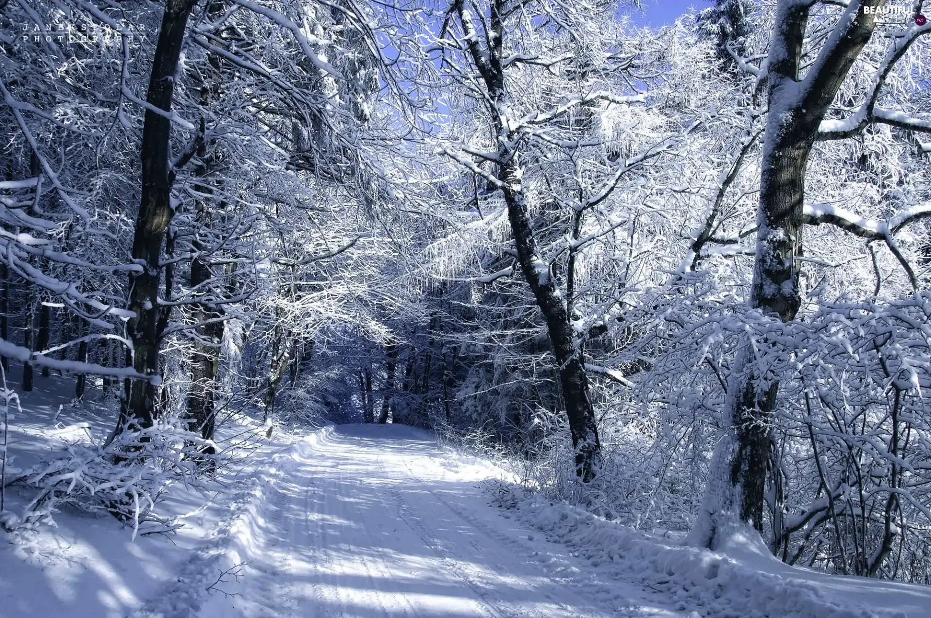 winter, forest, Way