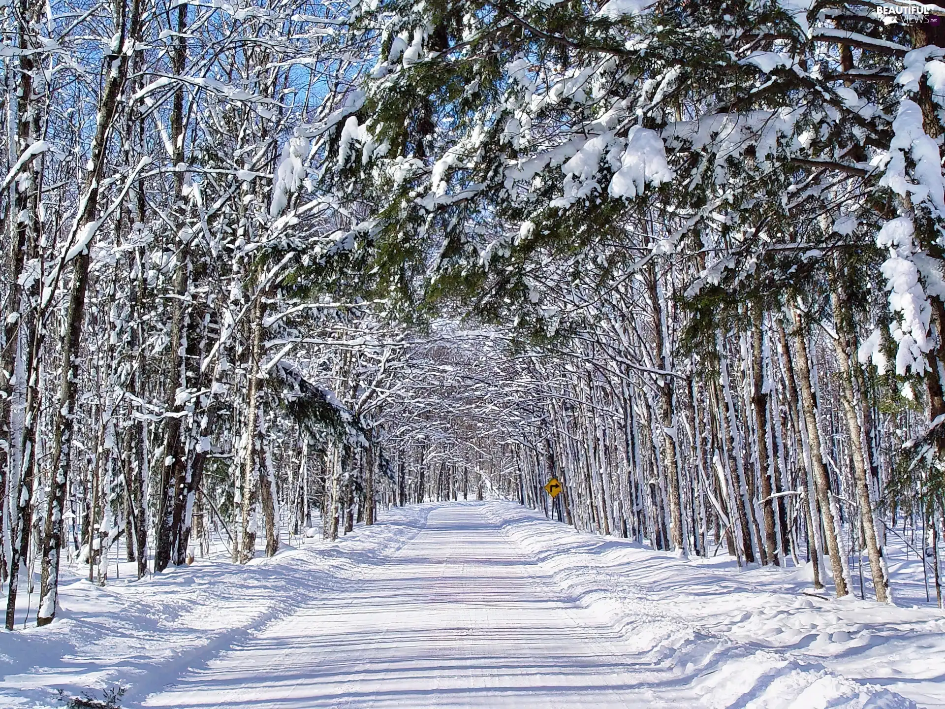 Way, trees, winter, hedge