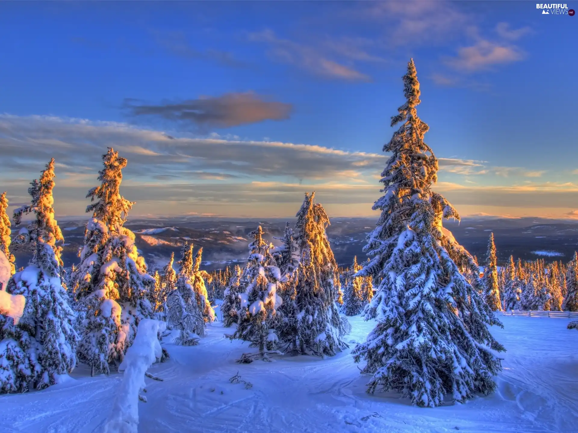 west, Spruces, winter, sun