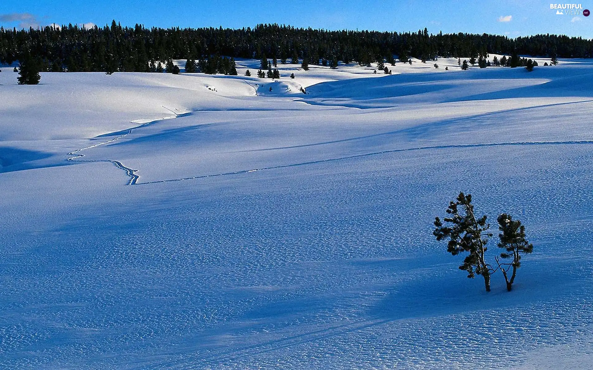 winter, field, woods