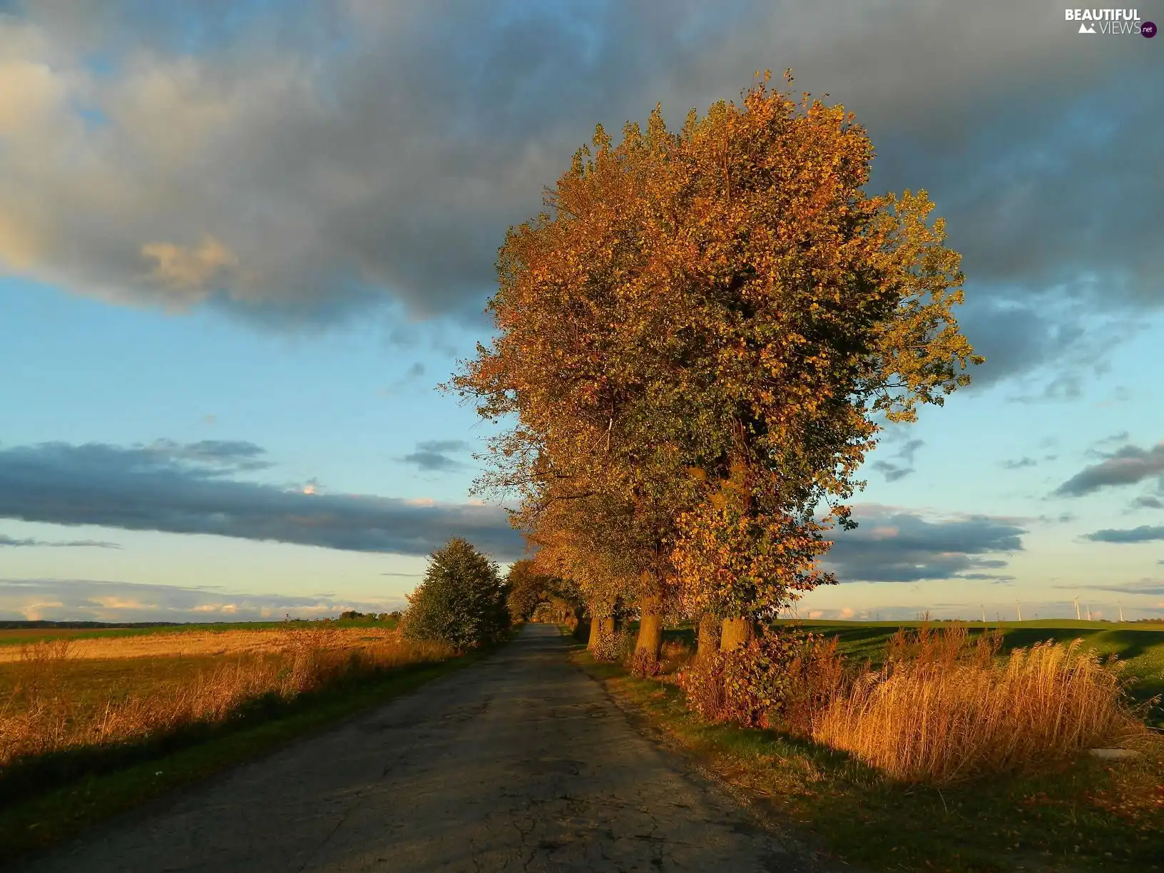 trees, autumn, withered, grass, viewes, Way