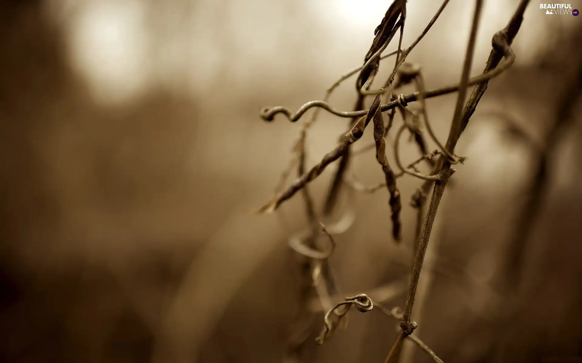 stalk, withered